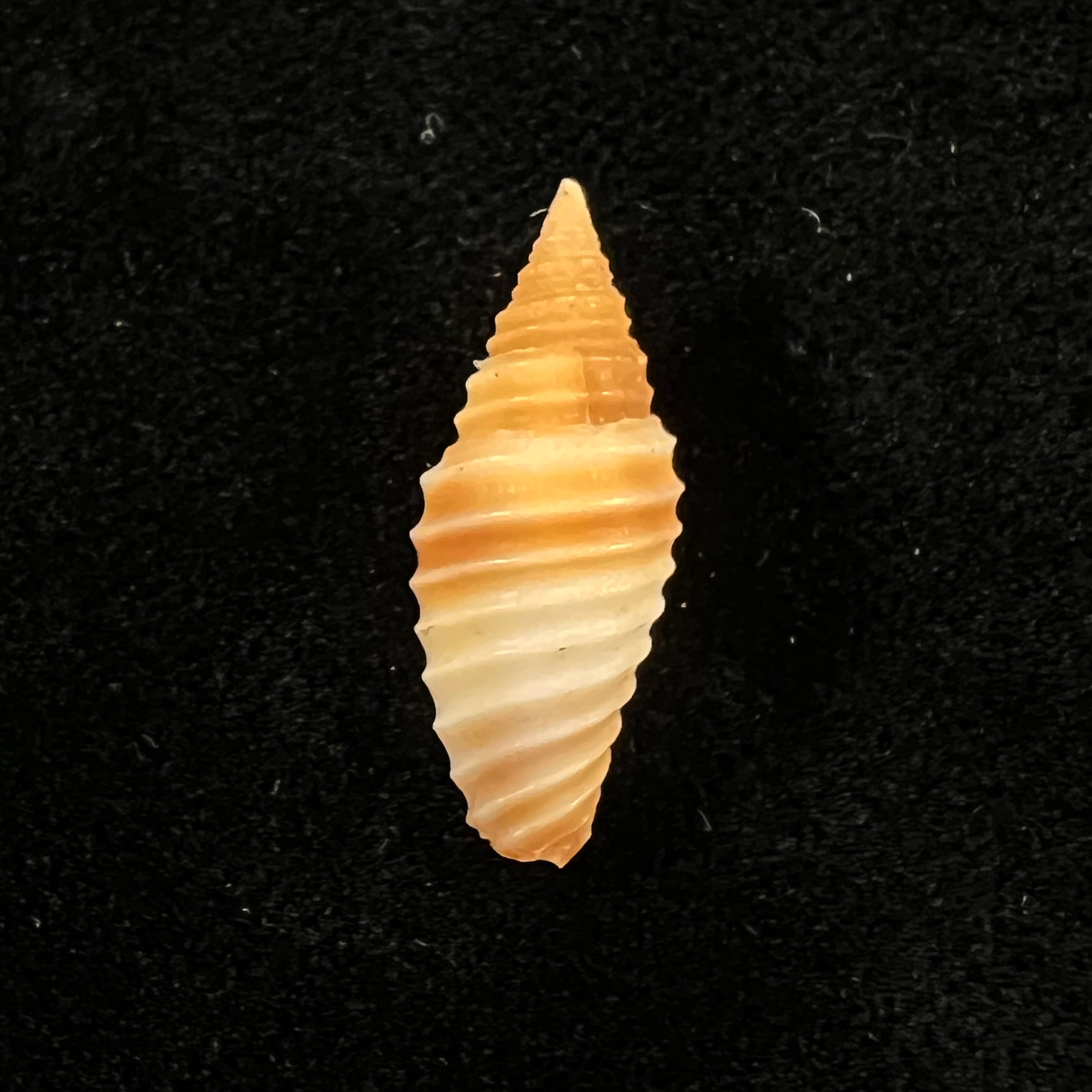 Subcancilla sulcata (Swainson, 1825) - 21,2mm