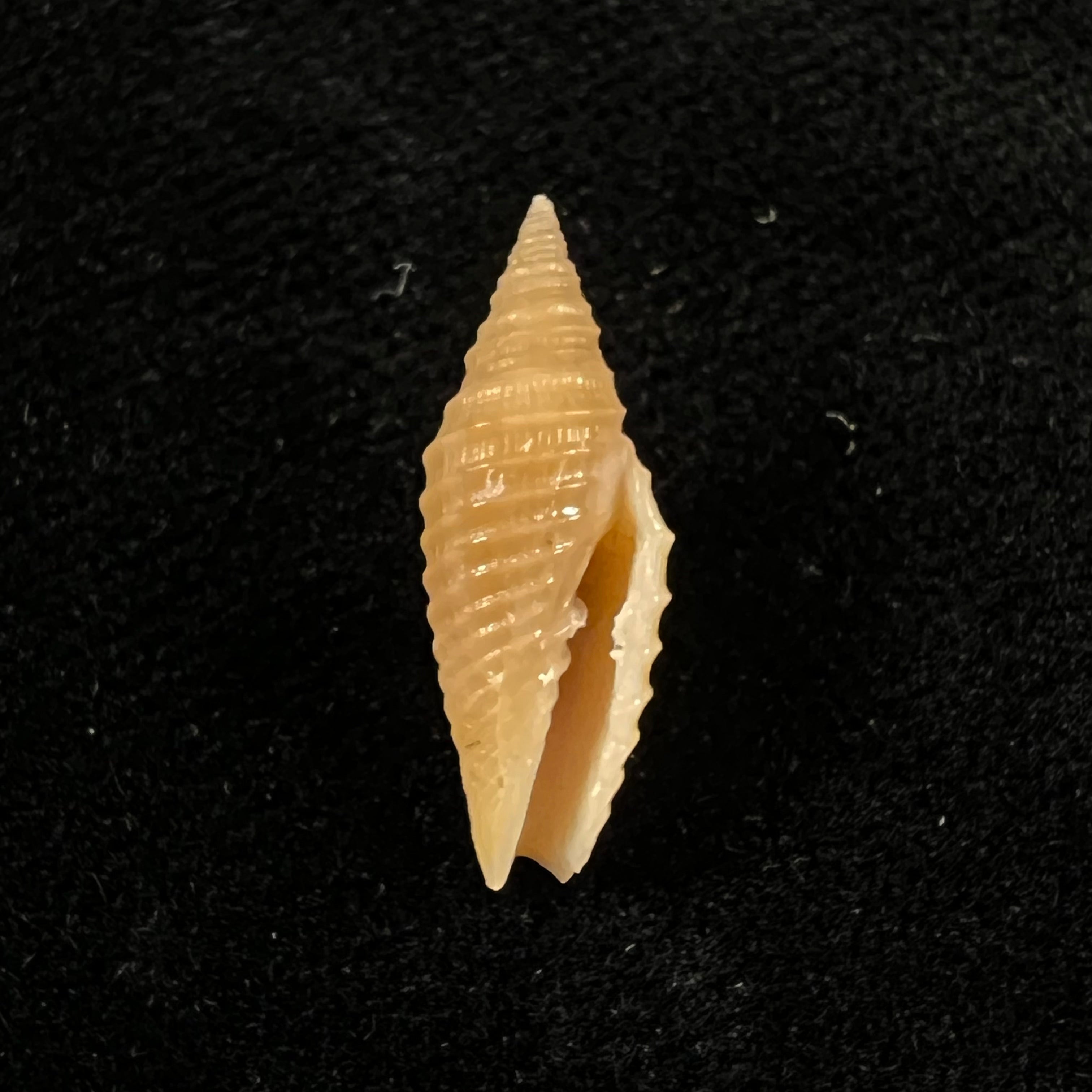 Subcancilla funiculata (Reeve, 1844) - 17,8mm