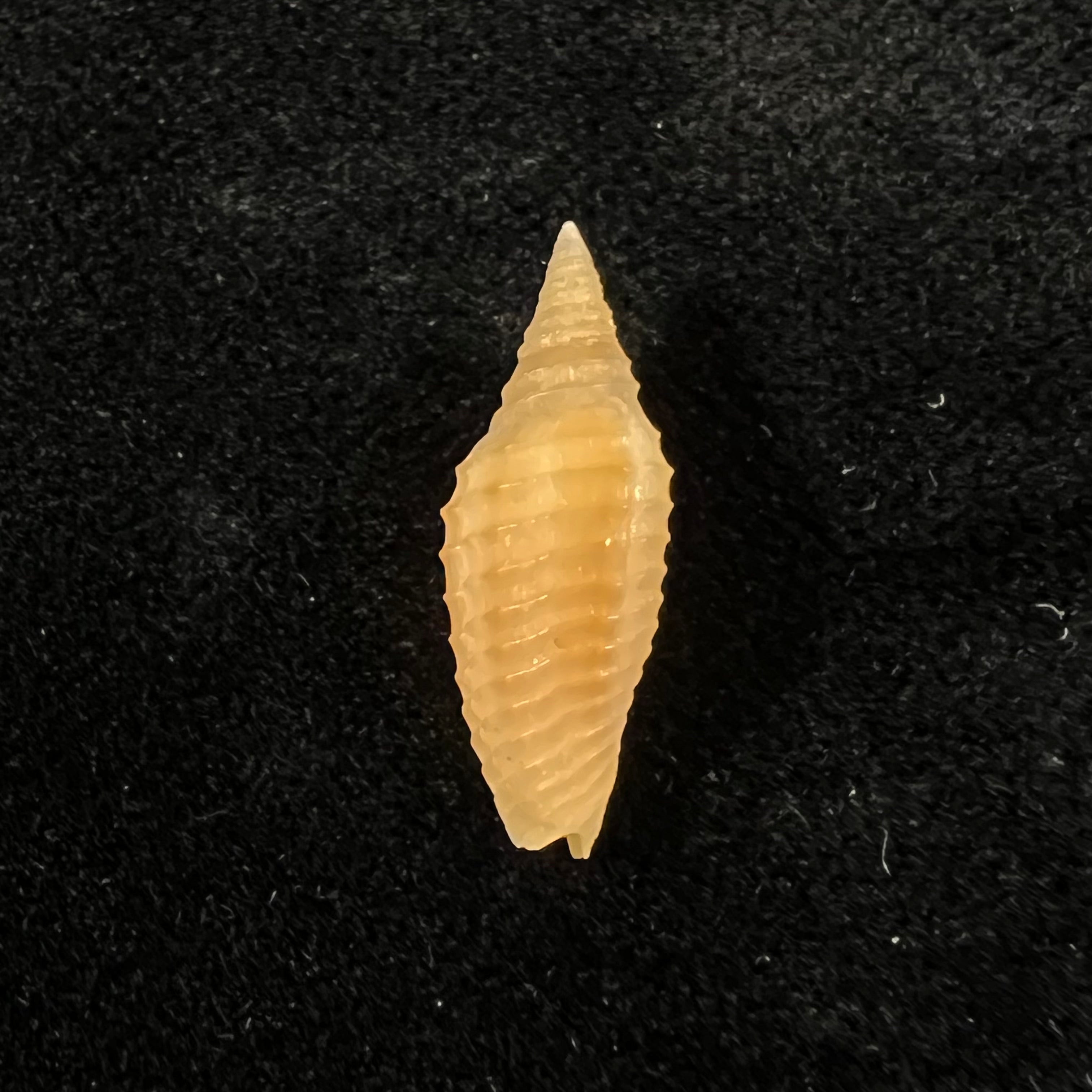 Subcancilla funiculata (Reeve, 1844) - 19,8mm