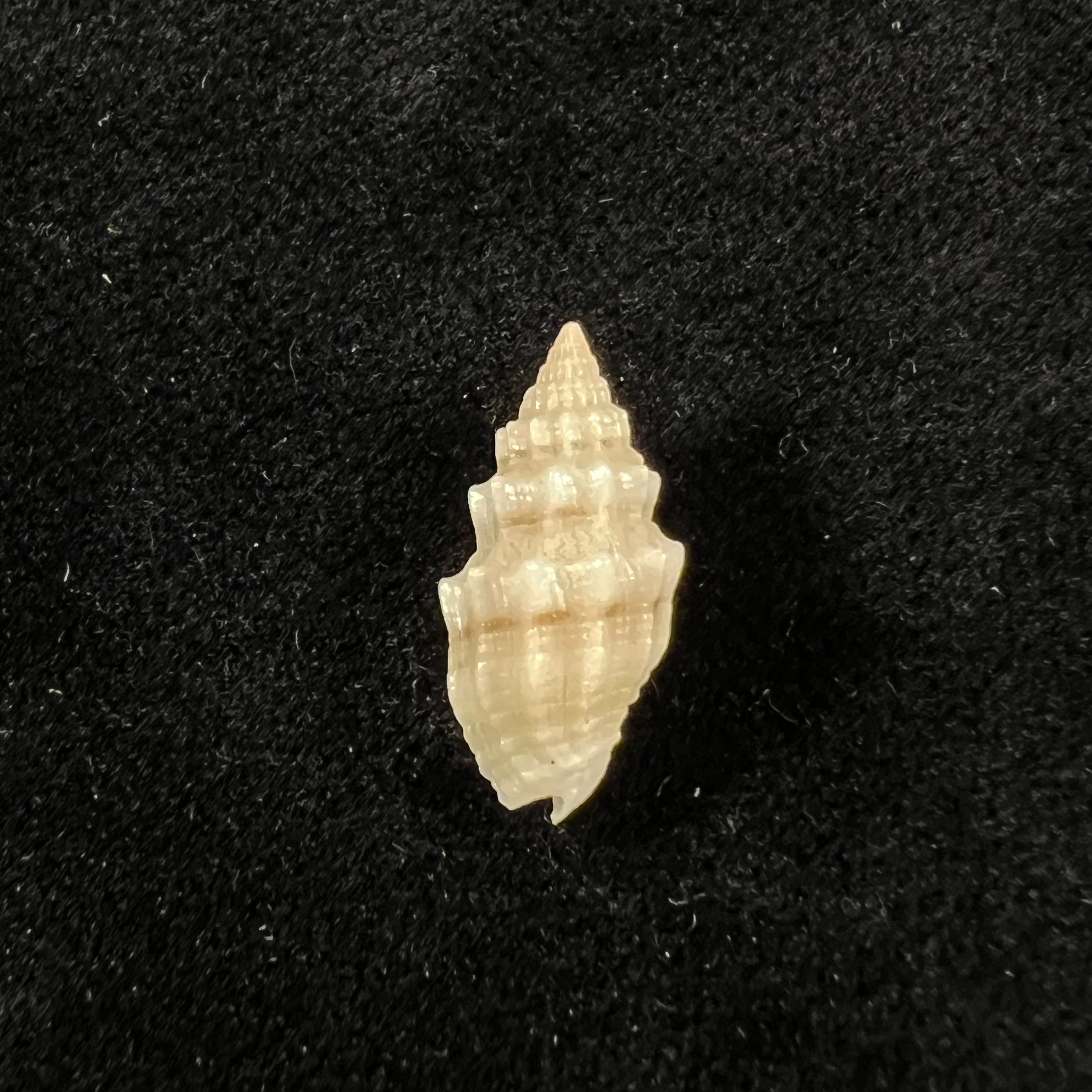 Vexillum cadaverosum (Reeve, 1844) - 16mm
