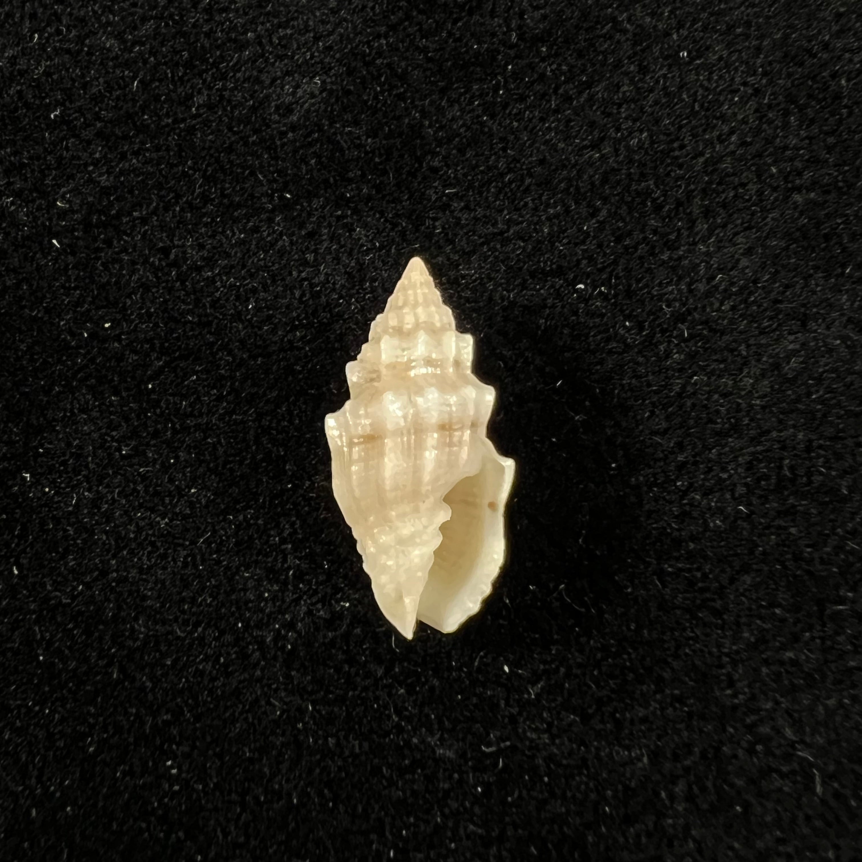 Vexillum cadaverosum (Reeve, 1844) - 16mm