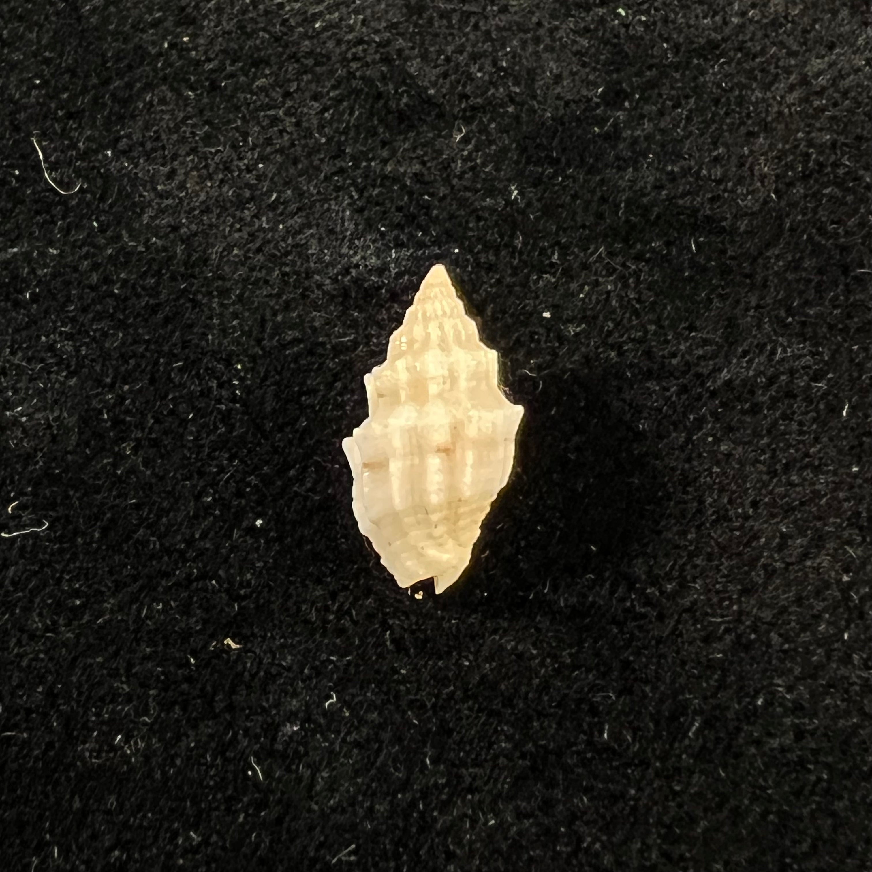 Vexillum cadaverosum (Reeve, 1844) - 13,7mm
