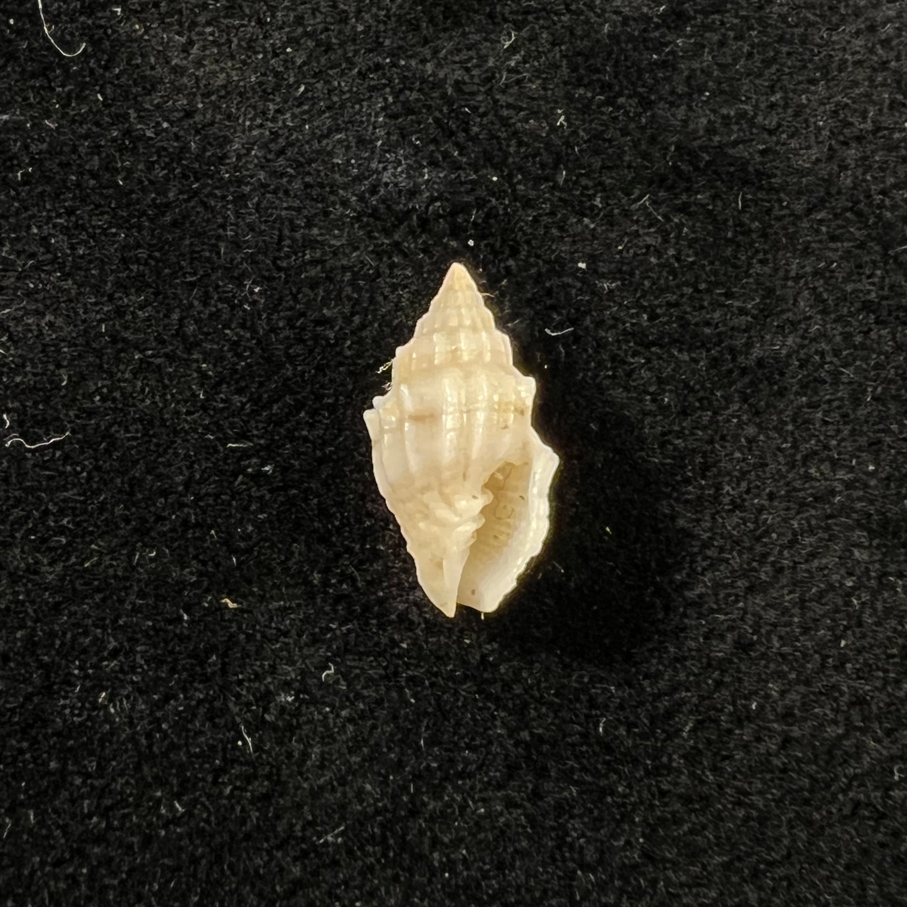 Vexillum cadaverosum (Reeve, 1844) - 13,7mm