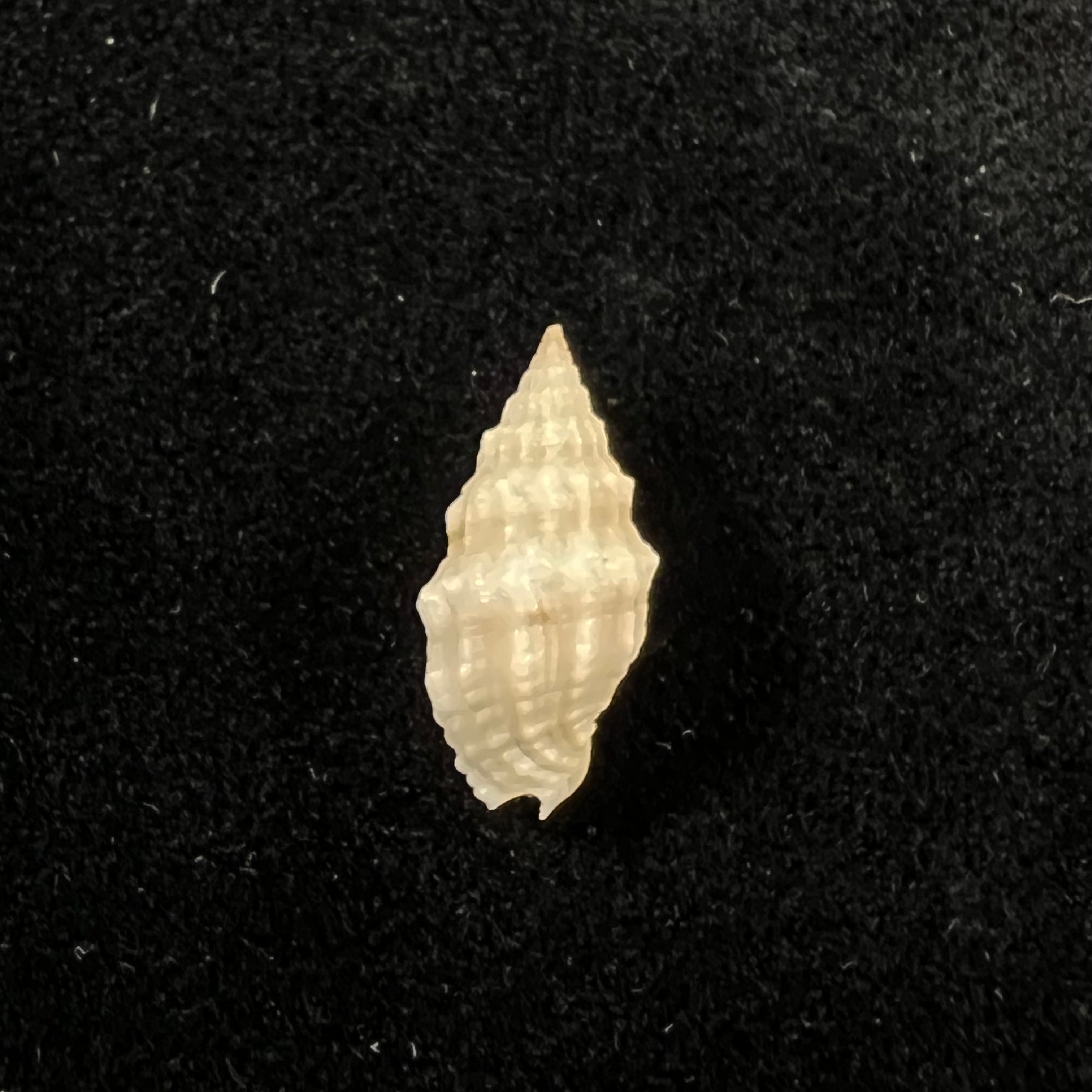 Vexillum cadaverosum (Reeve, 1844) - 15,6mm
