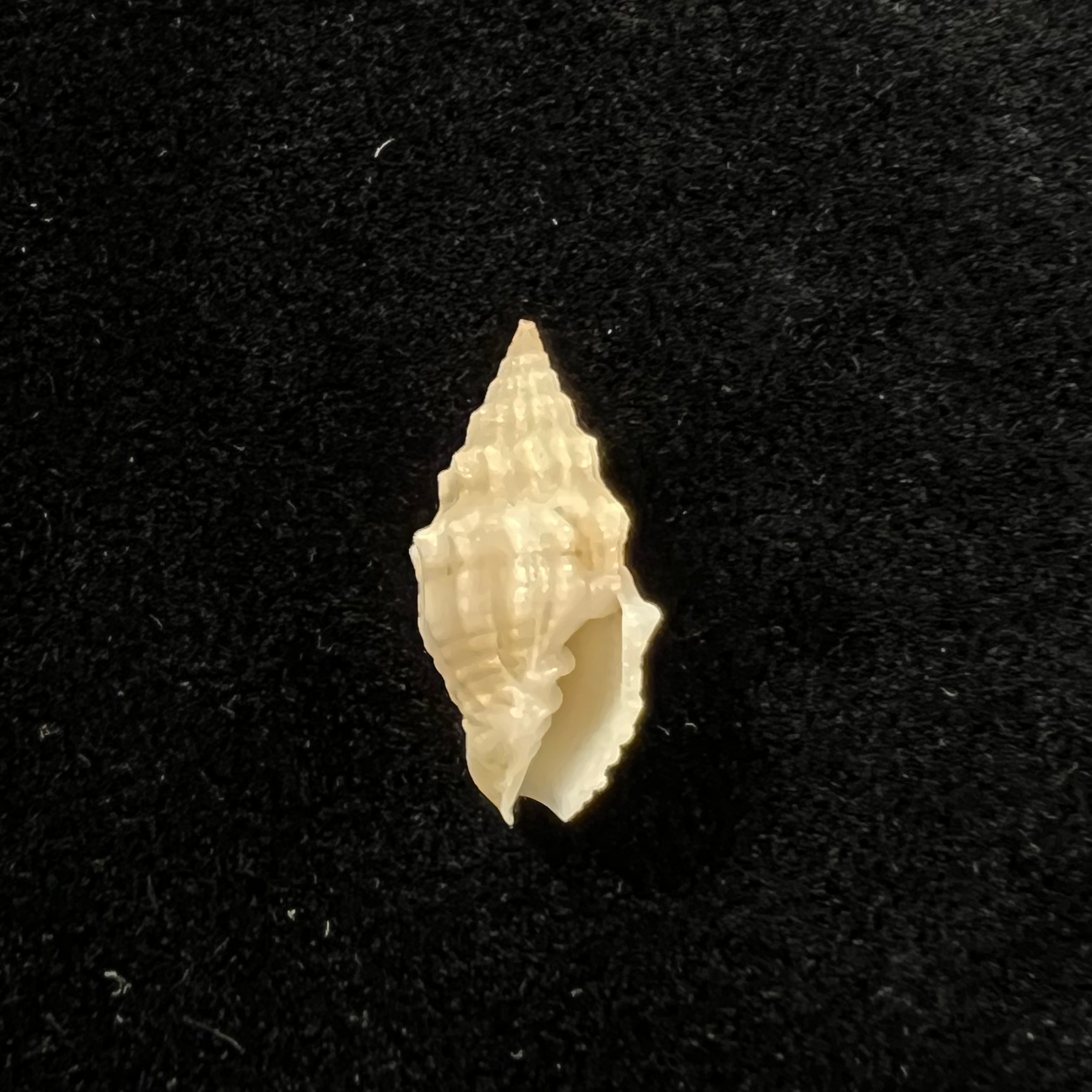 Vexillum cadaverosum (Reeve, 1844) - 15,6mm