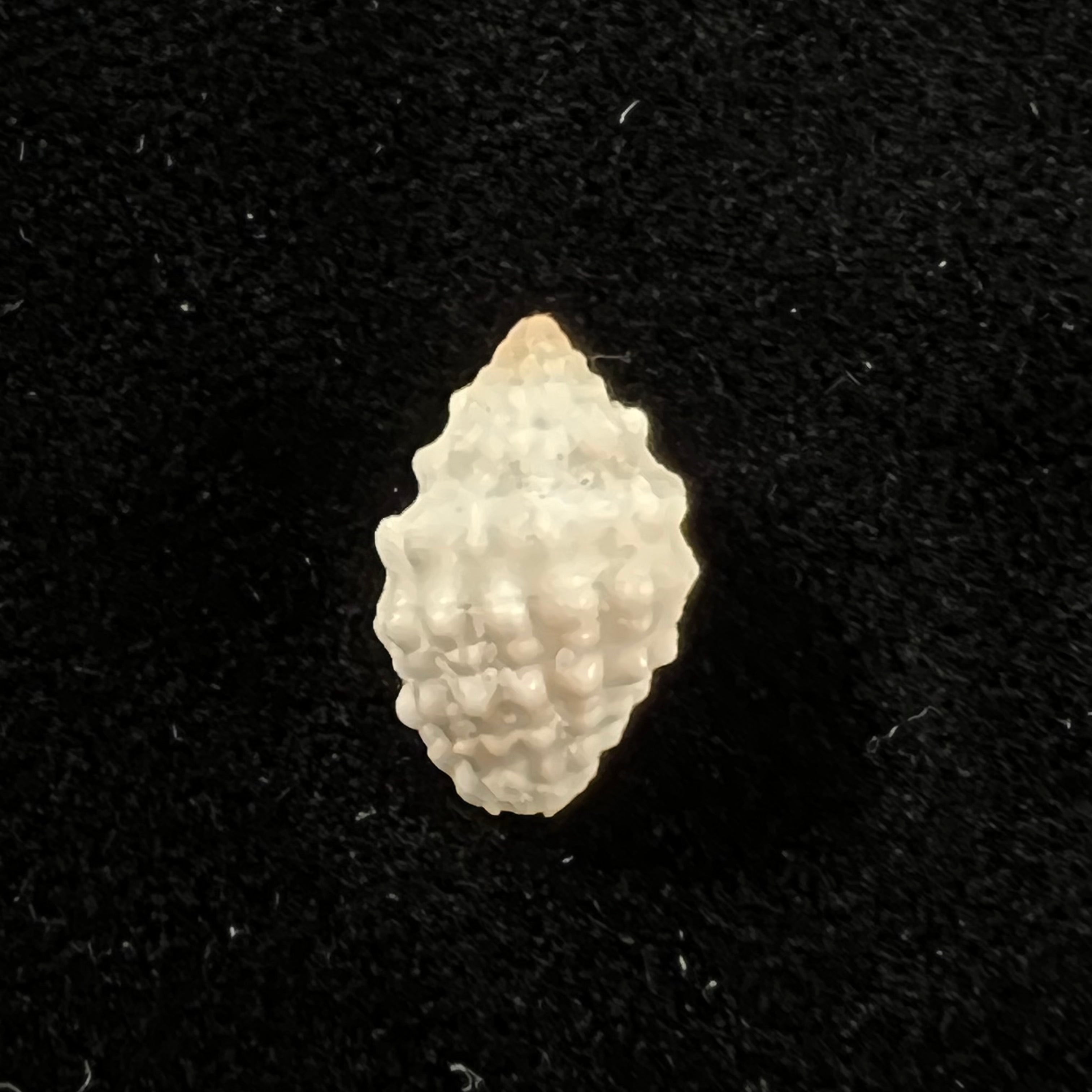 Vexillum cancellarioides (Anton, 1838) - 13,3mm