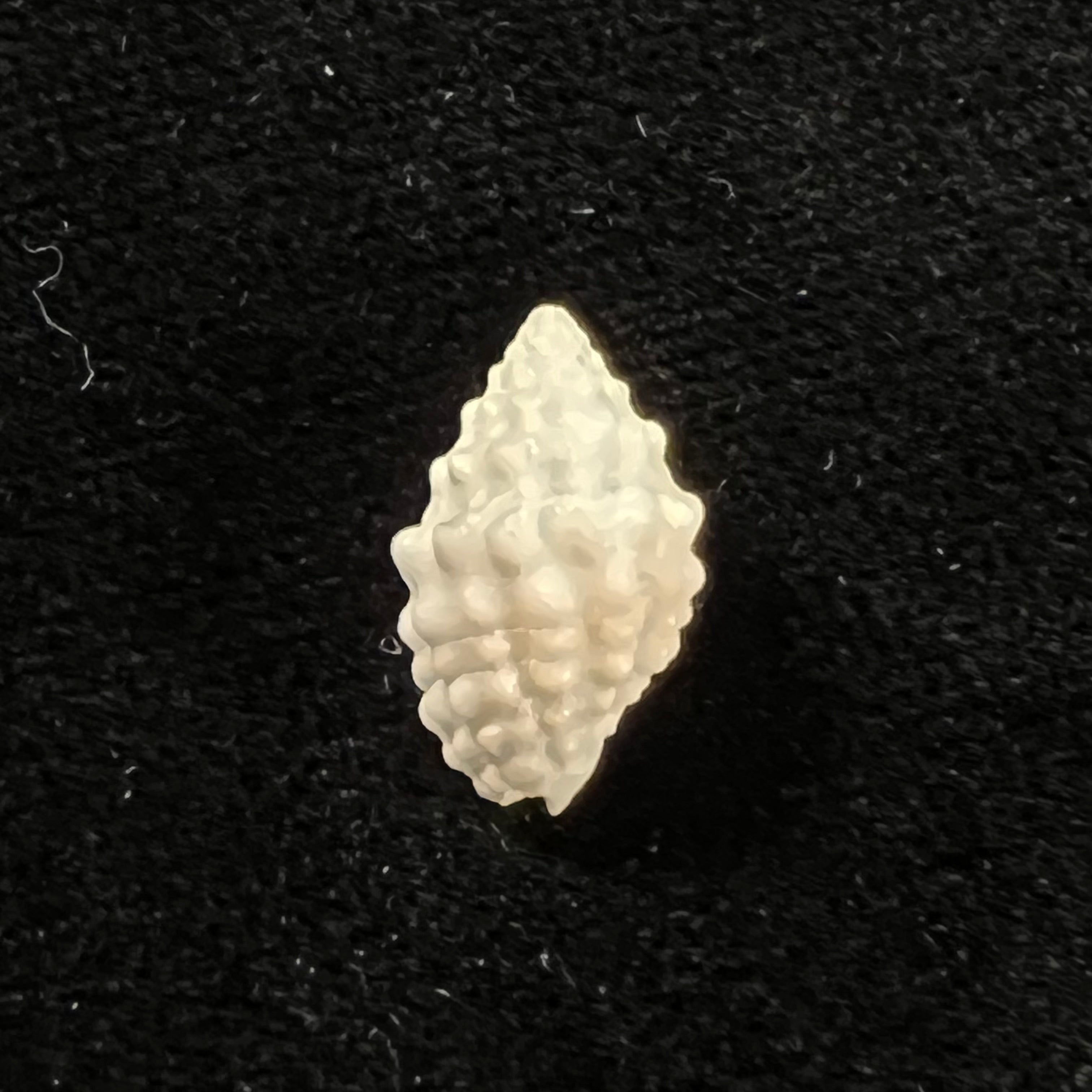 Vexillum cancellarioides (Anton, 1838) - 14,6mm