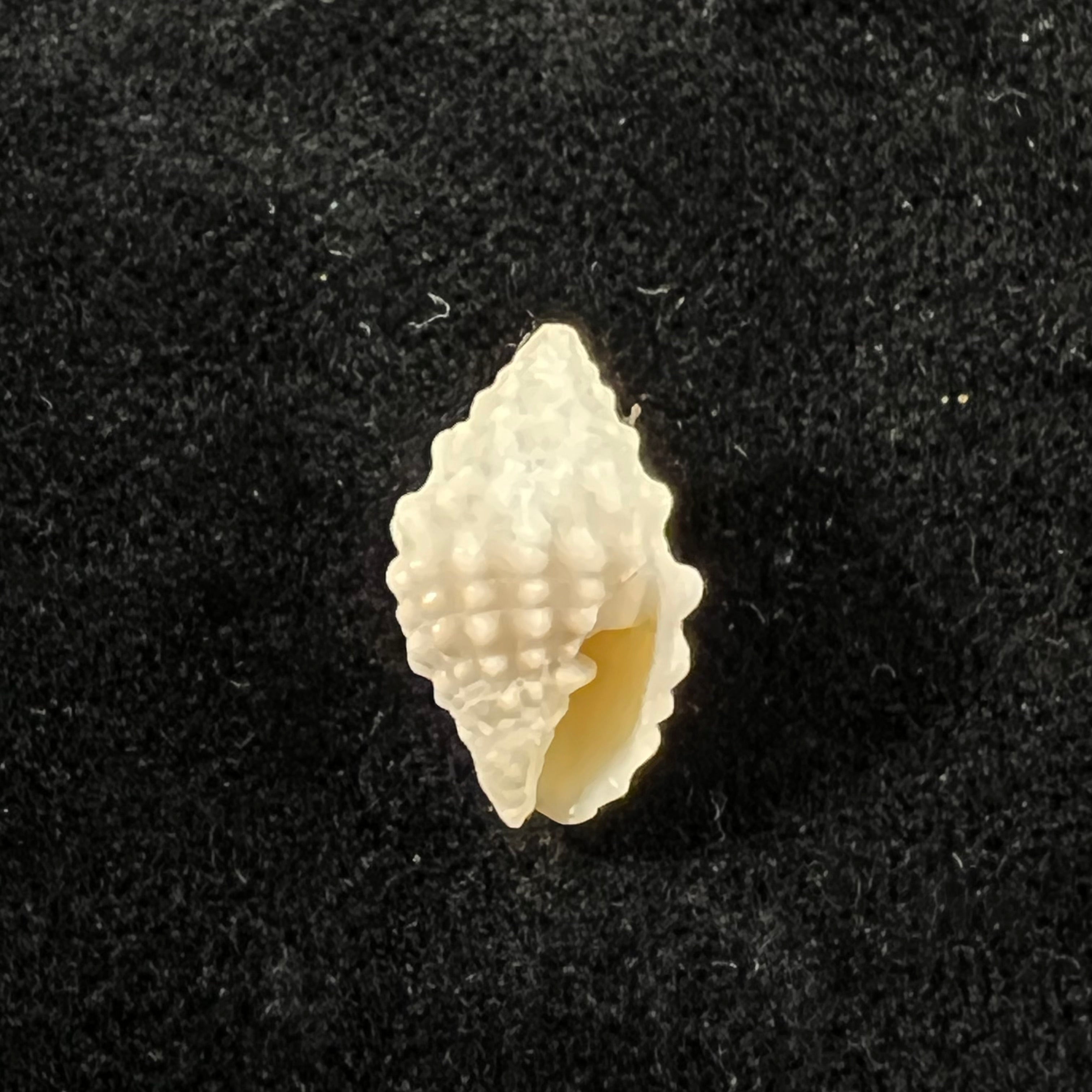 Vexillum cancellarioides (Anton, 1838) - 14,6mm