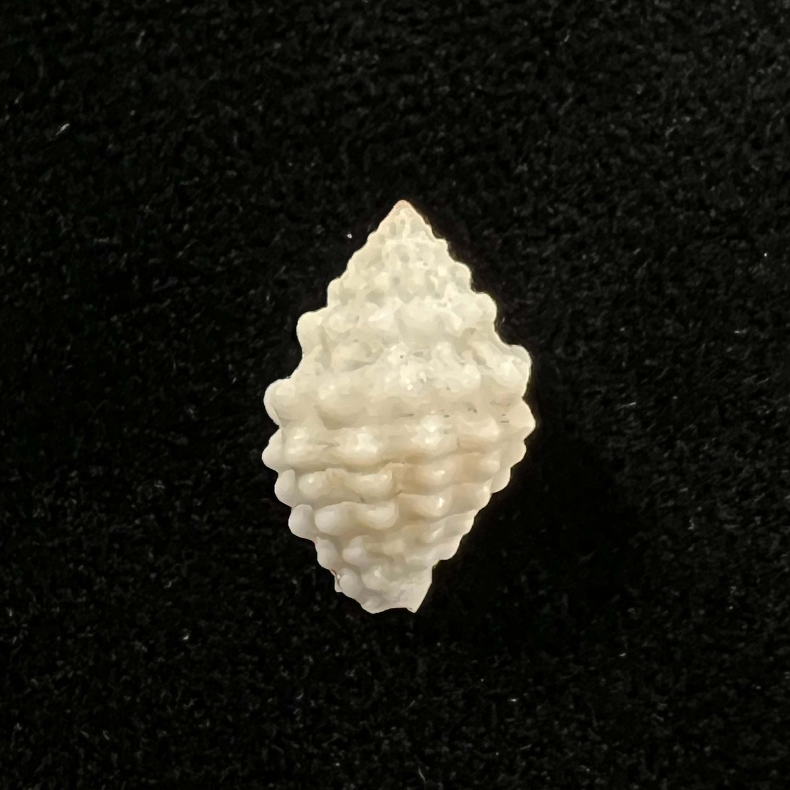 Vexillum cancellarioides (Anton, 1838) - 13,9mm