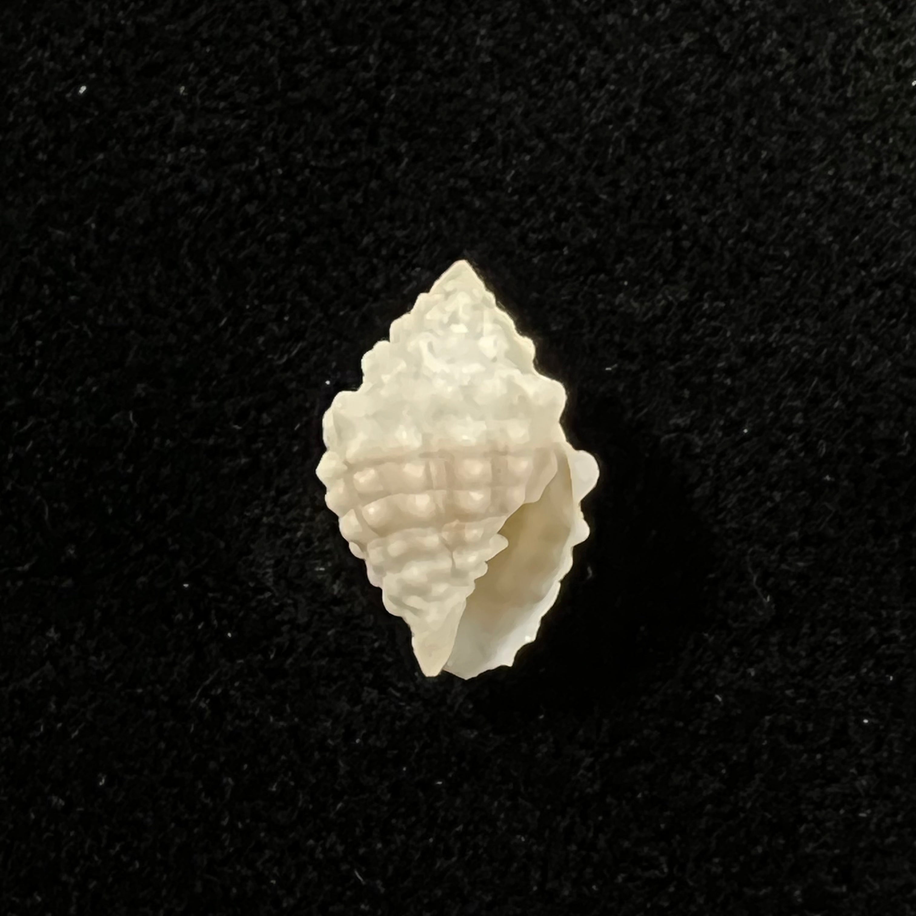 Vexillum cancellarioides (Anton, 1838) - 13,9mm