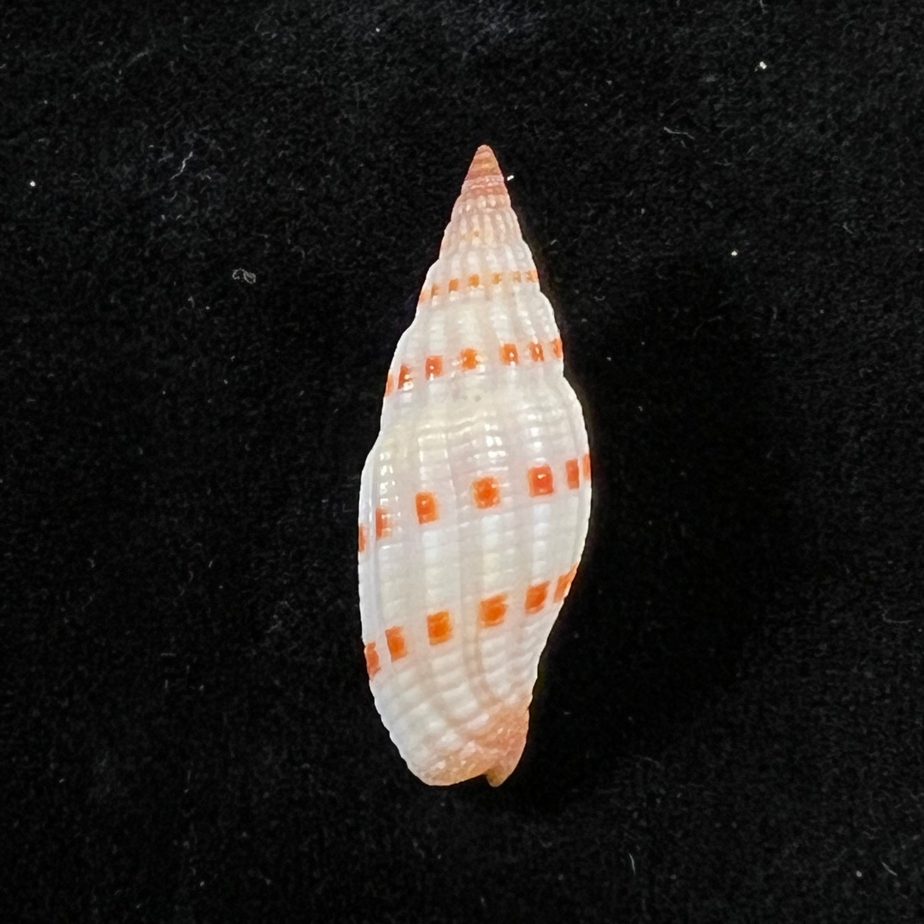 Vexillum sanguisuga (林奈, 1758) - 26,4mm