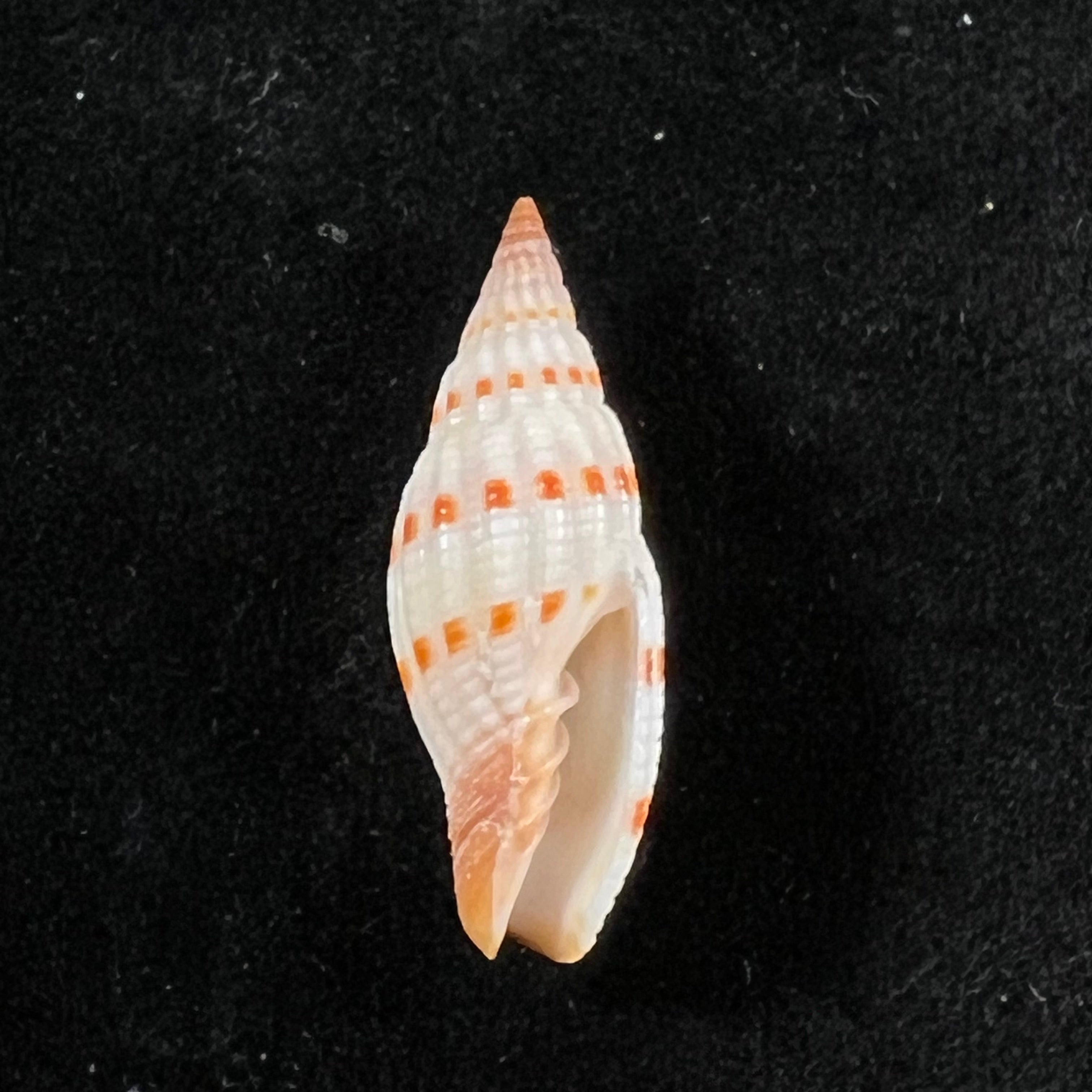Vexillum sanguisuga (林奈, 1758) - 26,4mm