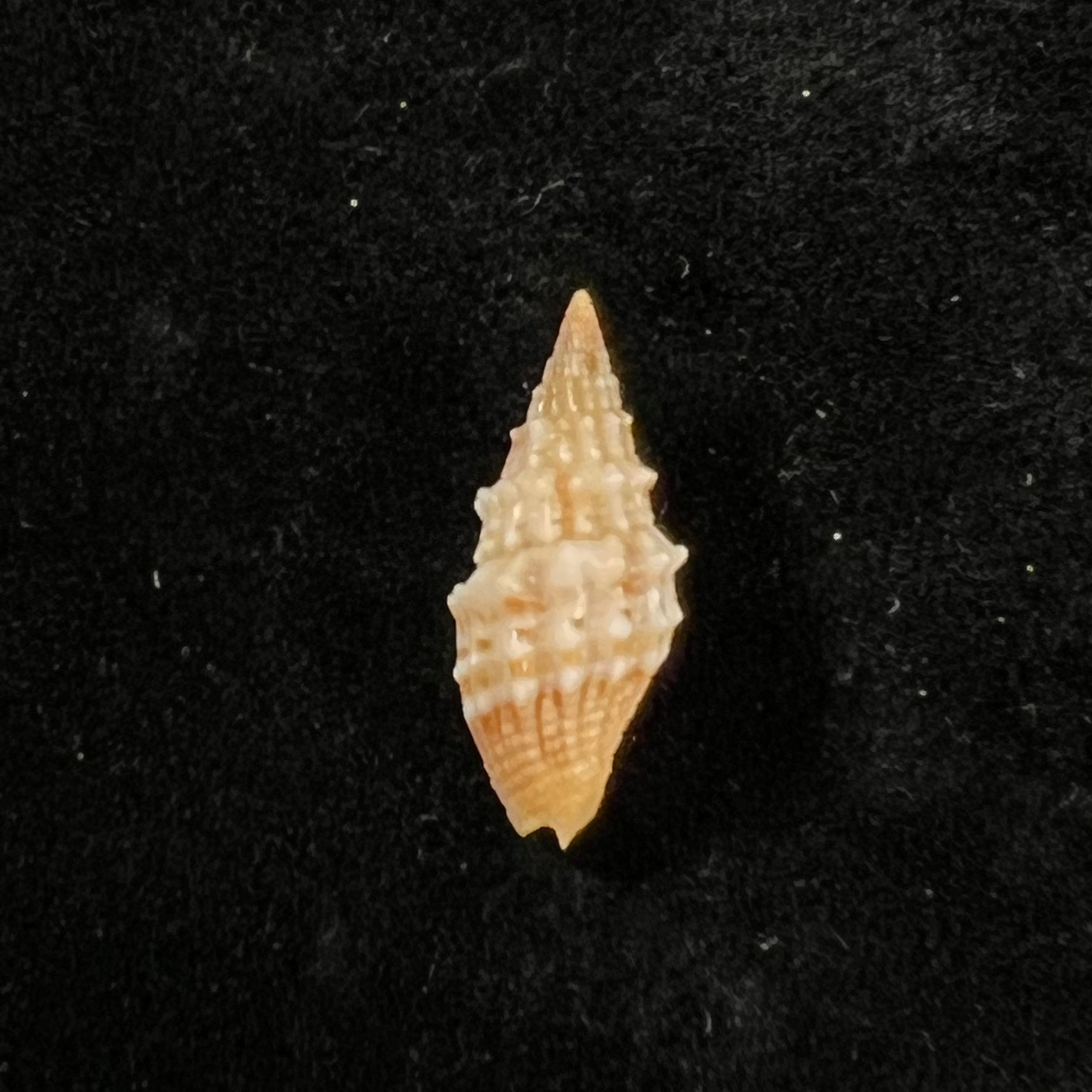 Vexillum echinatum (A. Adams, 1853) - 18,7mm