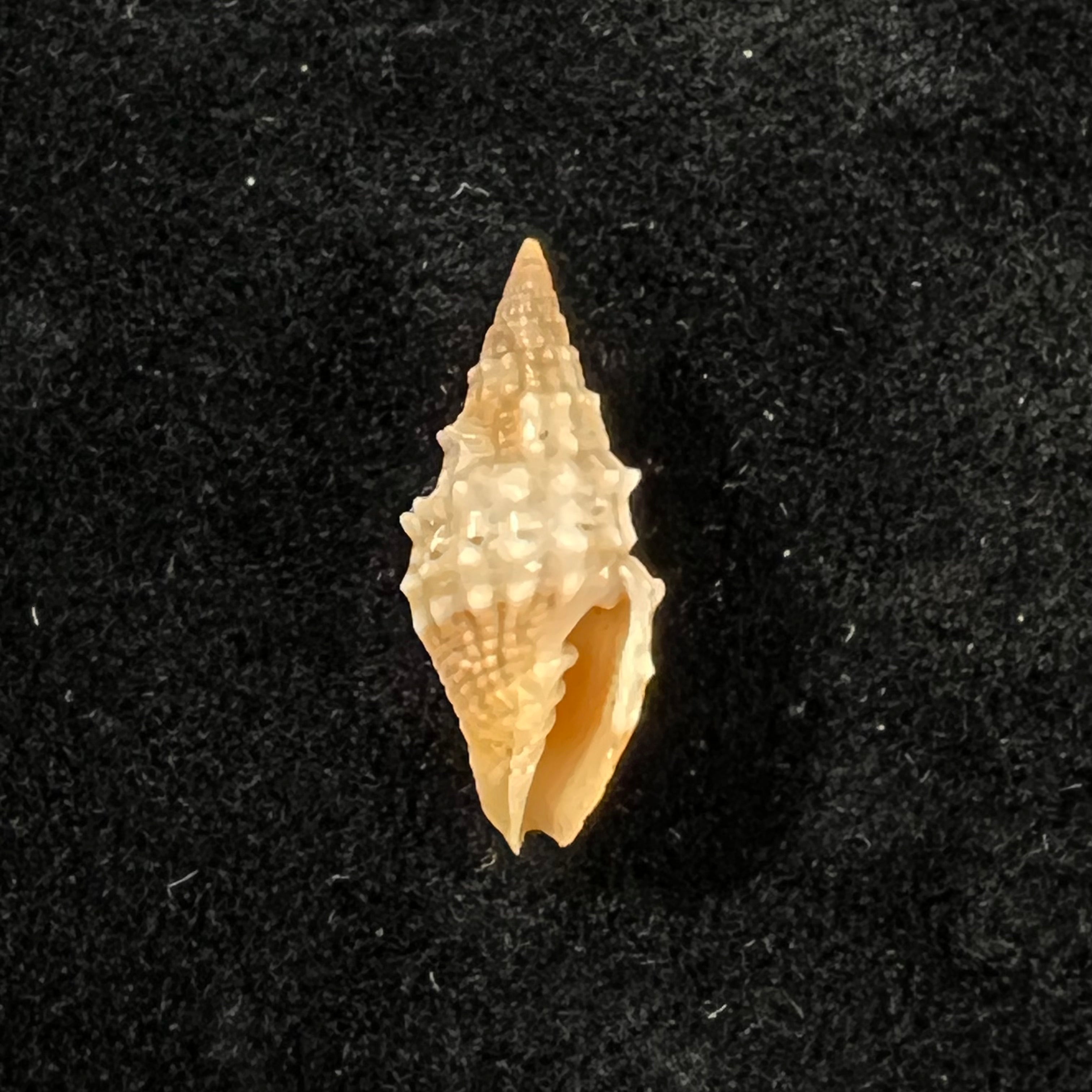 Vexillum echinatum (A. Adams, 1853) - 18,7mm