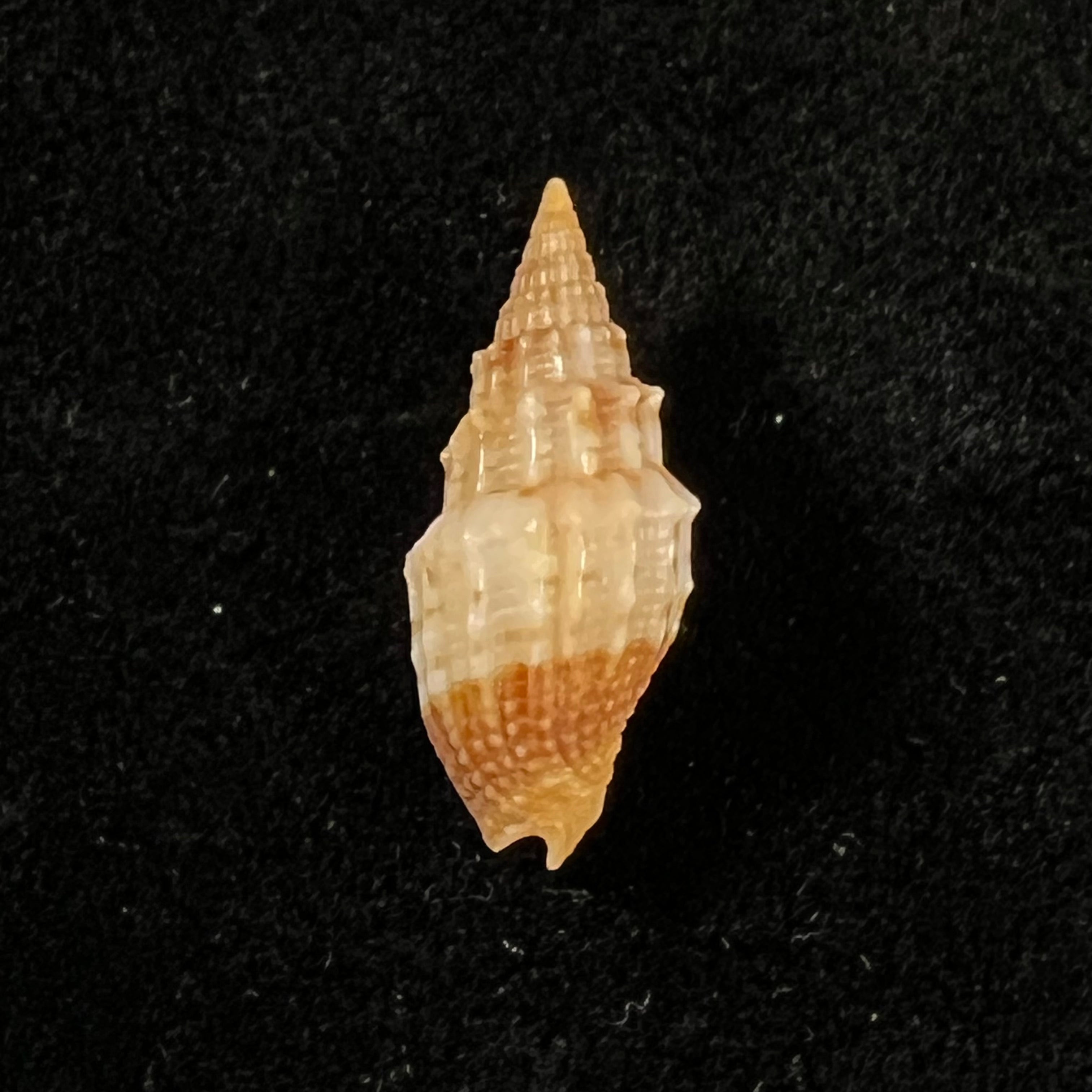 Vexillum echinatum (A. Adams, 1853) - 19,2mm