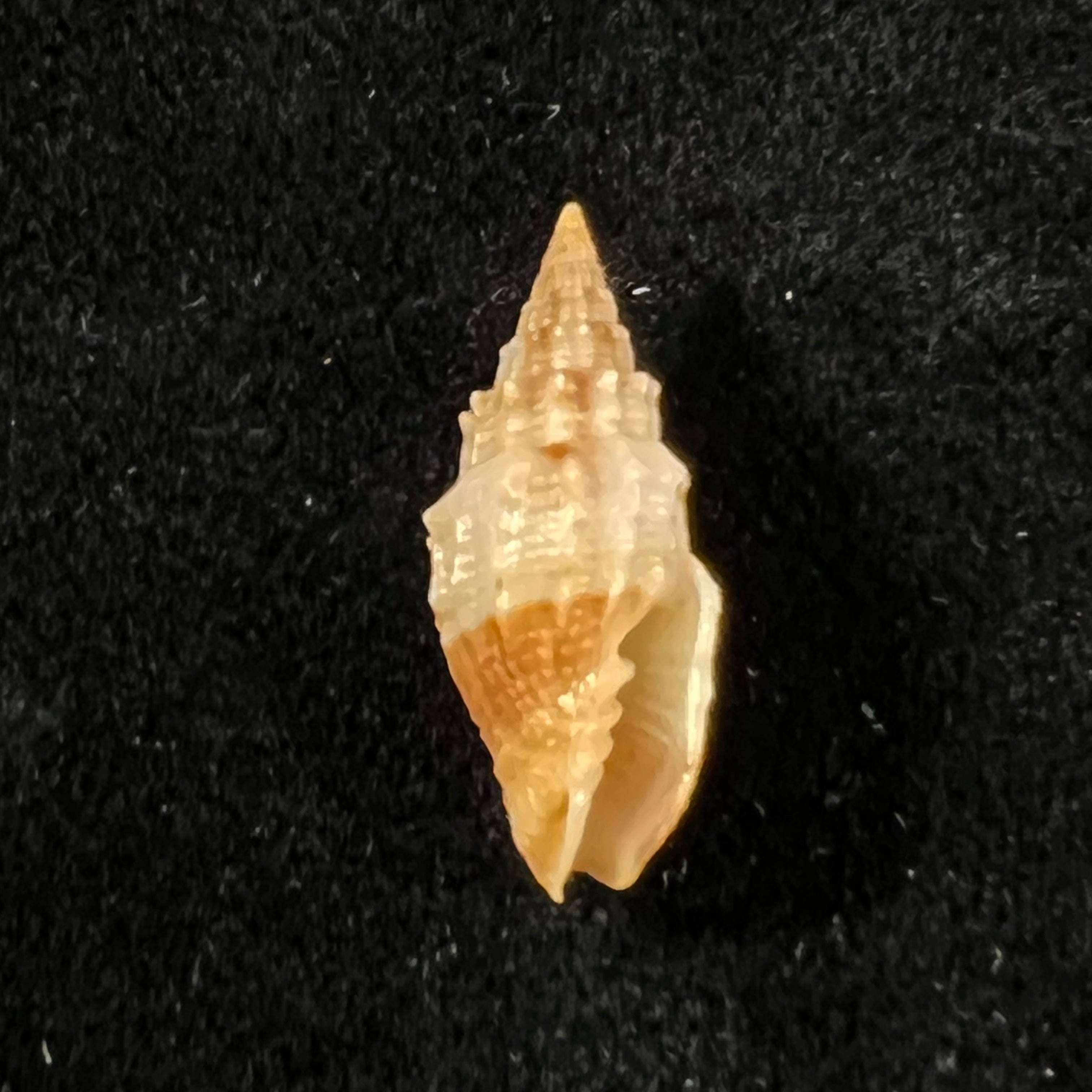 Vexillum echinatum (A. Adams, 1853) - 19,2mm