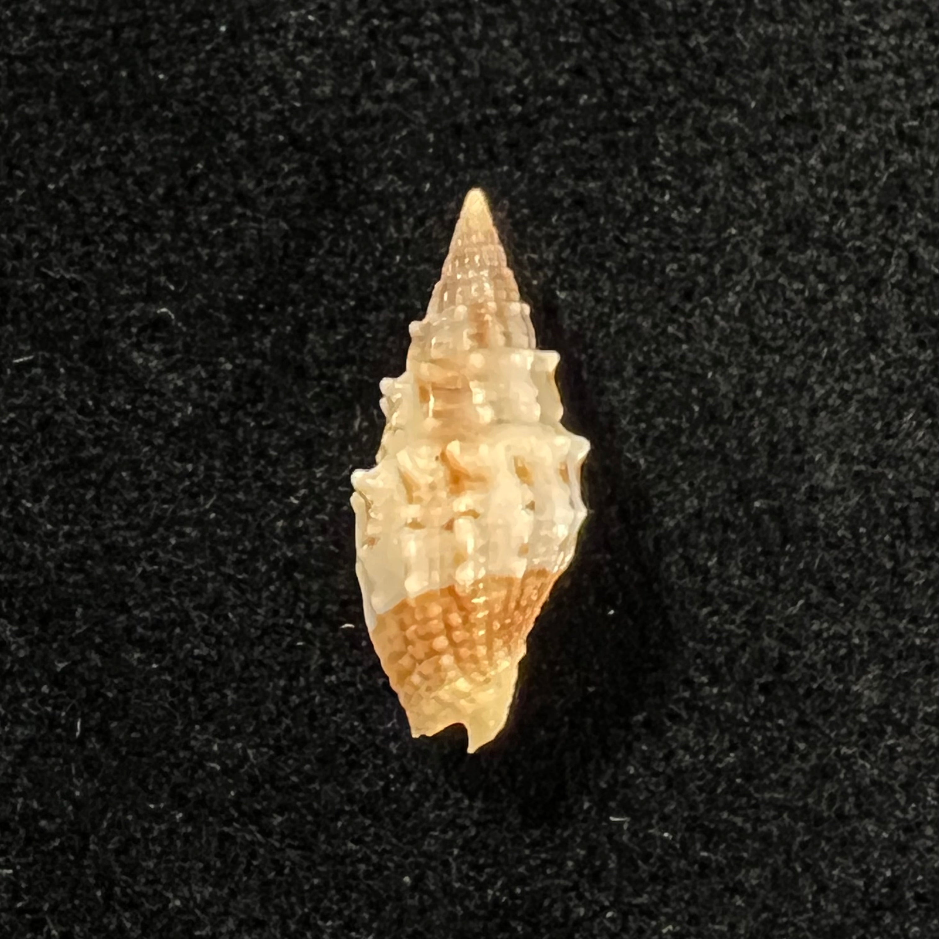 Vexillum echinatum (A. Adams, 1853) - 18,9mm