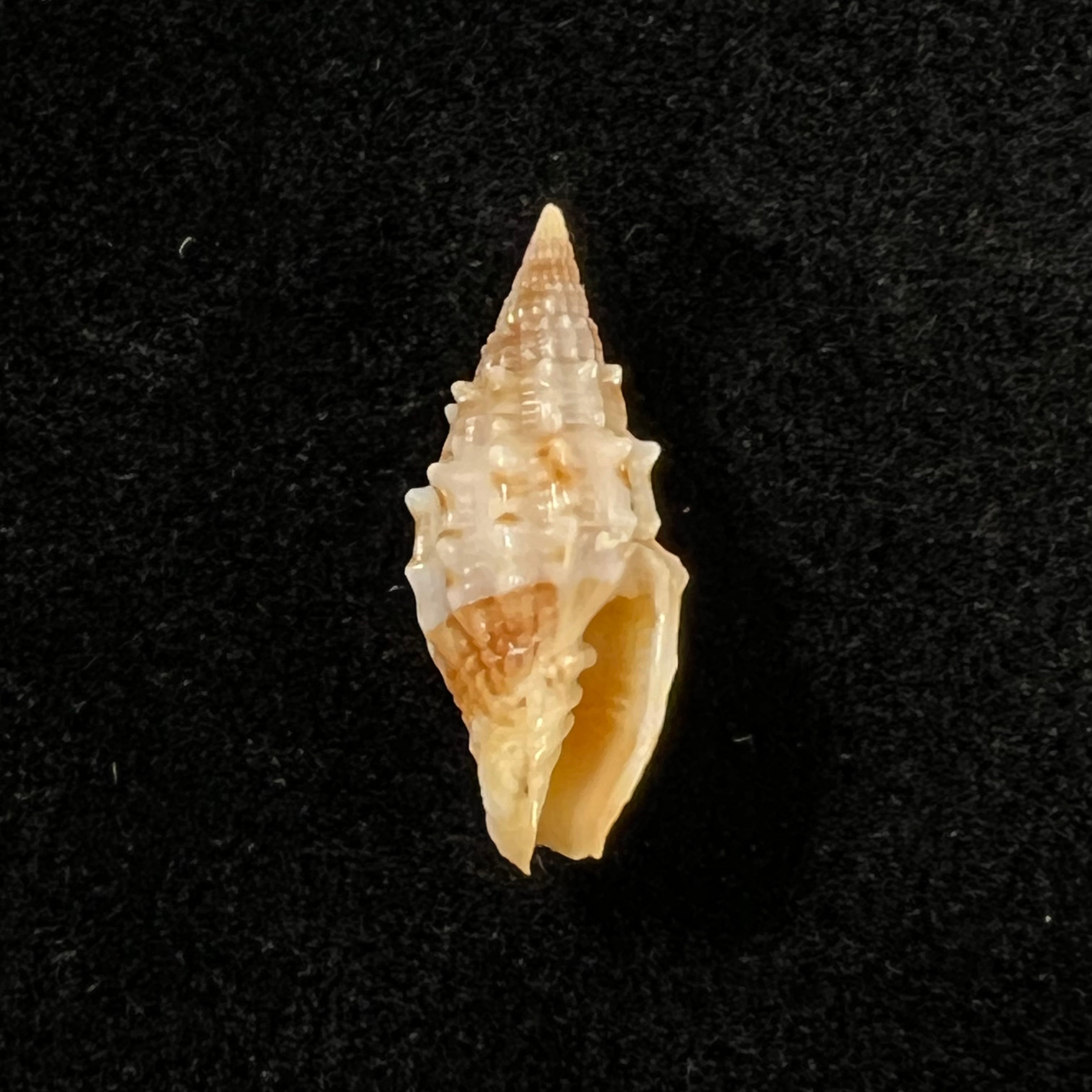 Vexillum echinatum (A. Adams, 1853) - 18,9mm