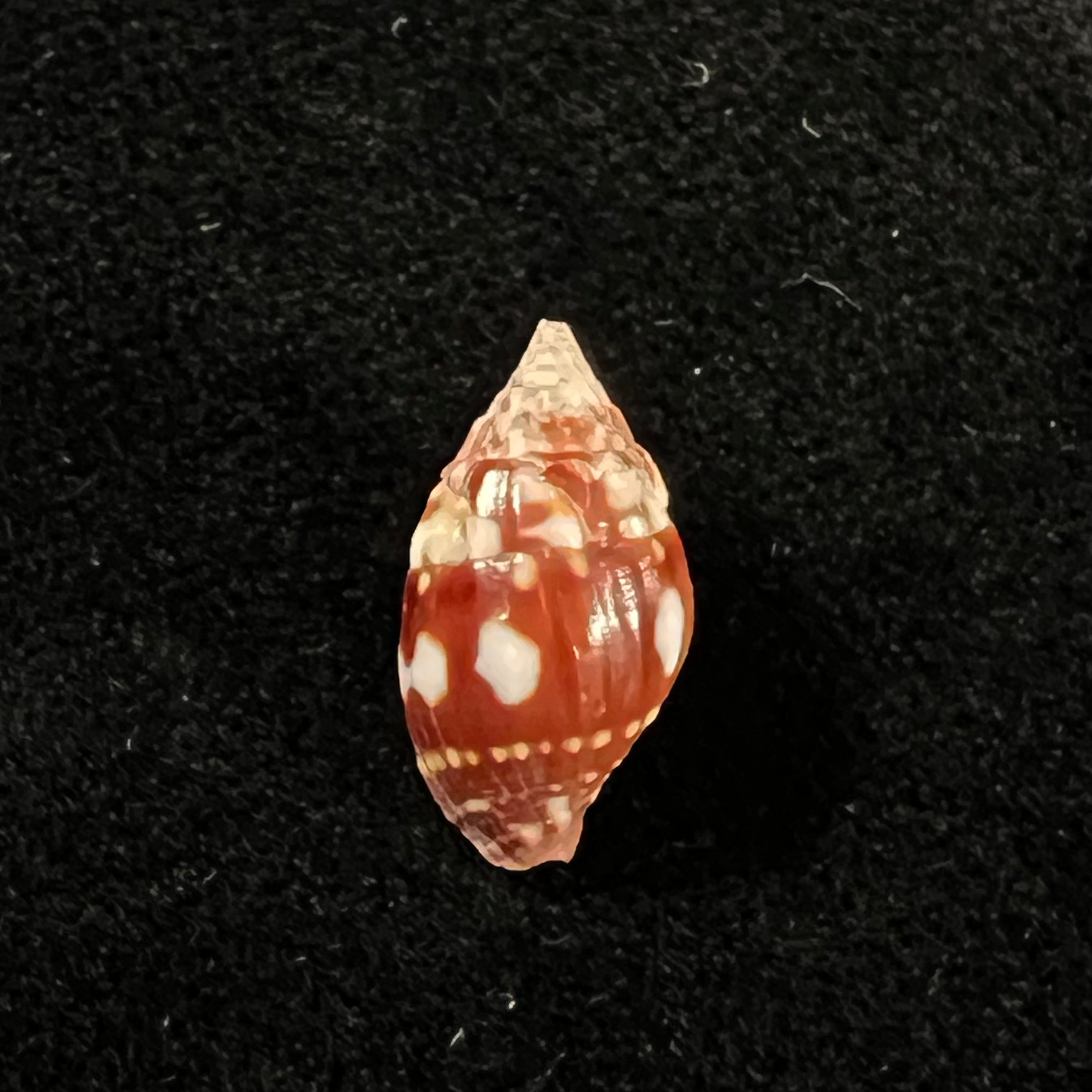 Vexillum pardale (Küster, 1840) - 15mm