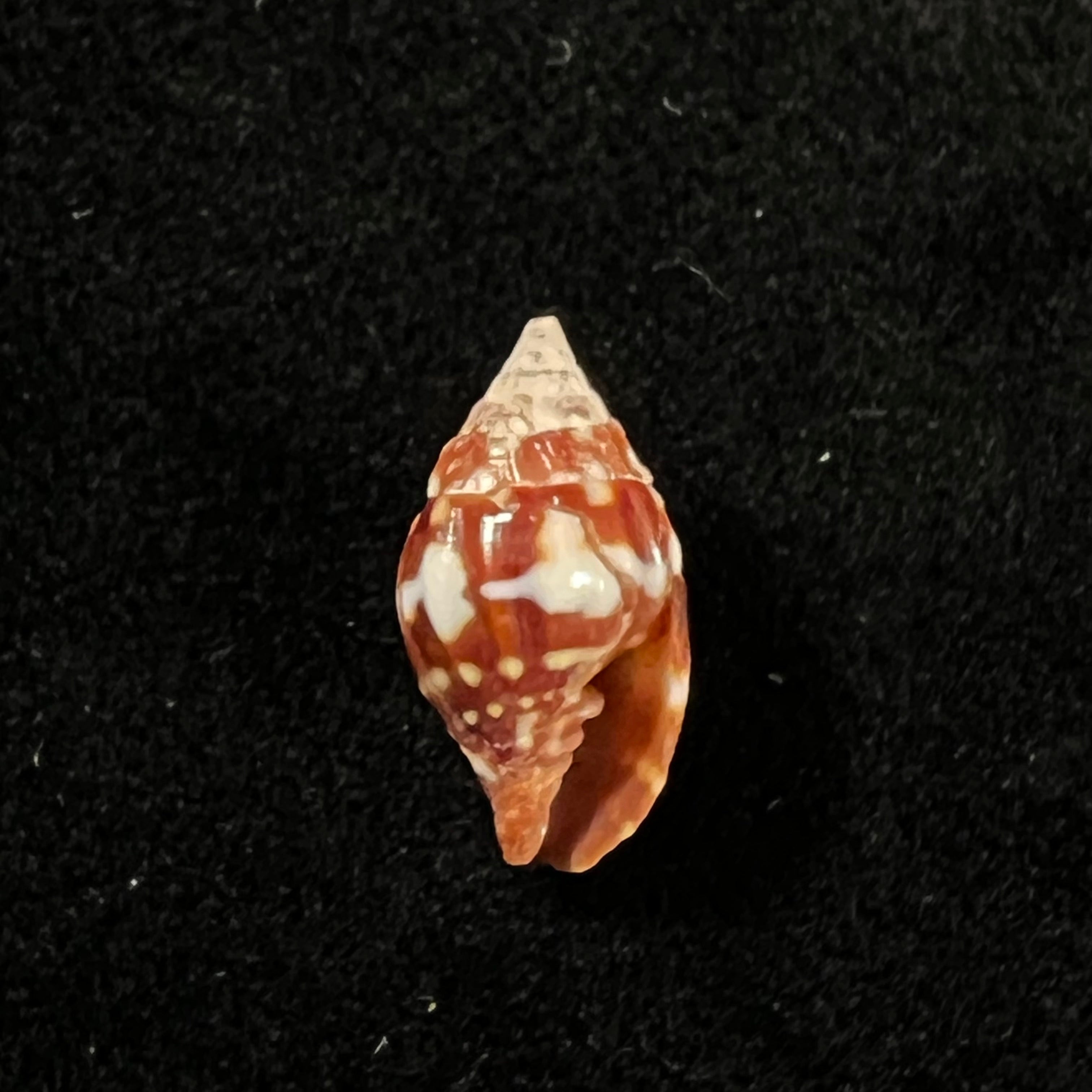 Vexillum pardale (Küster, 1840) - 15mm