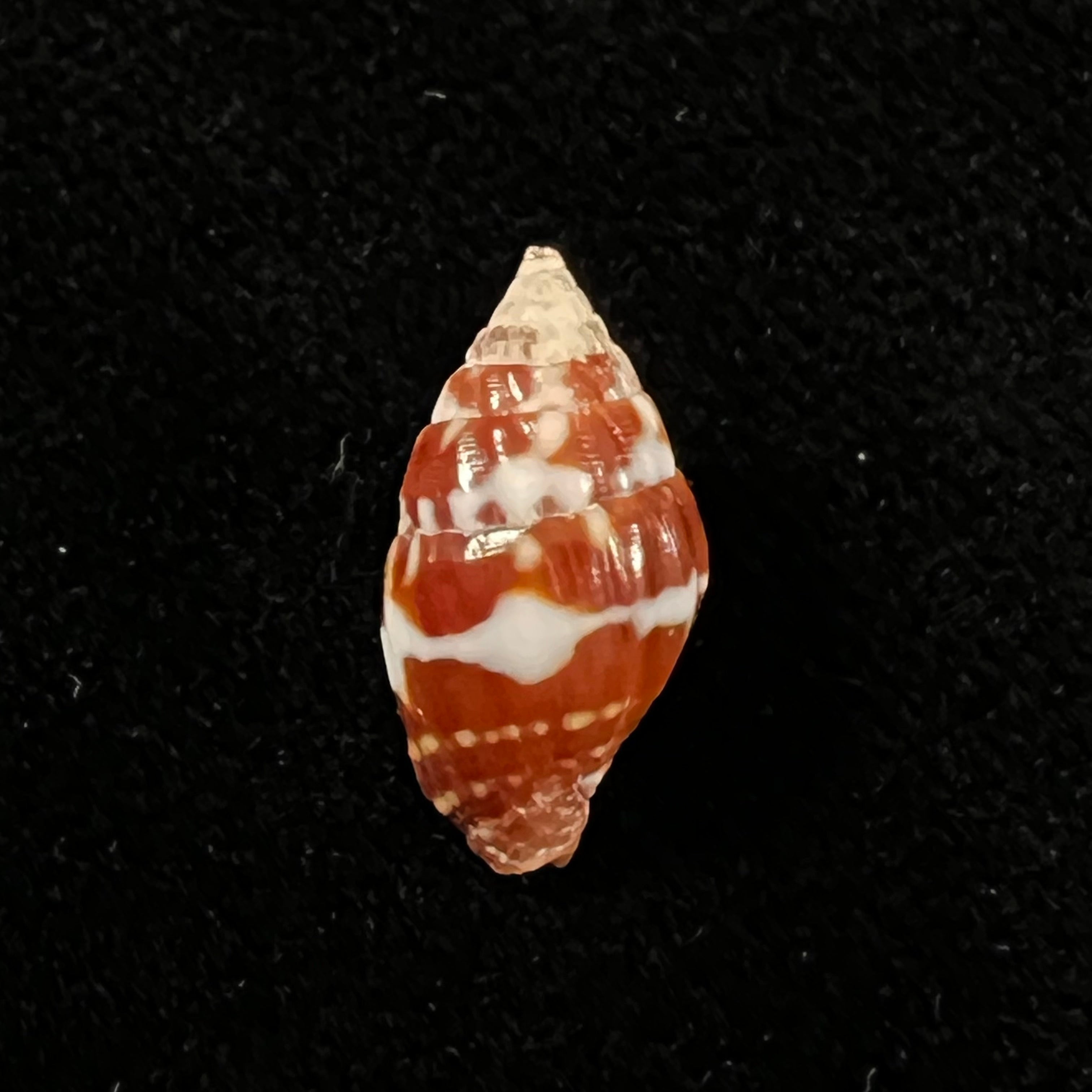 Vexillum pardale (Küster, 1840) - 15,1mm