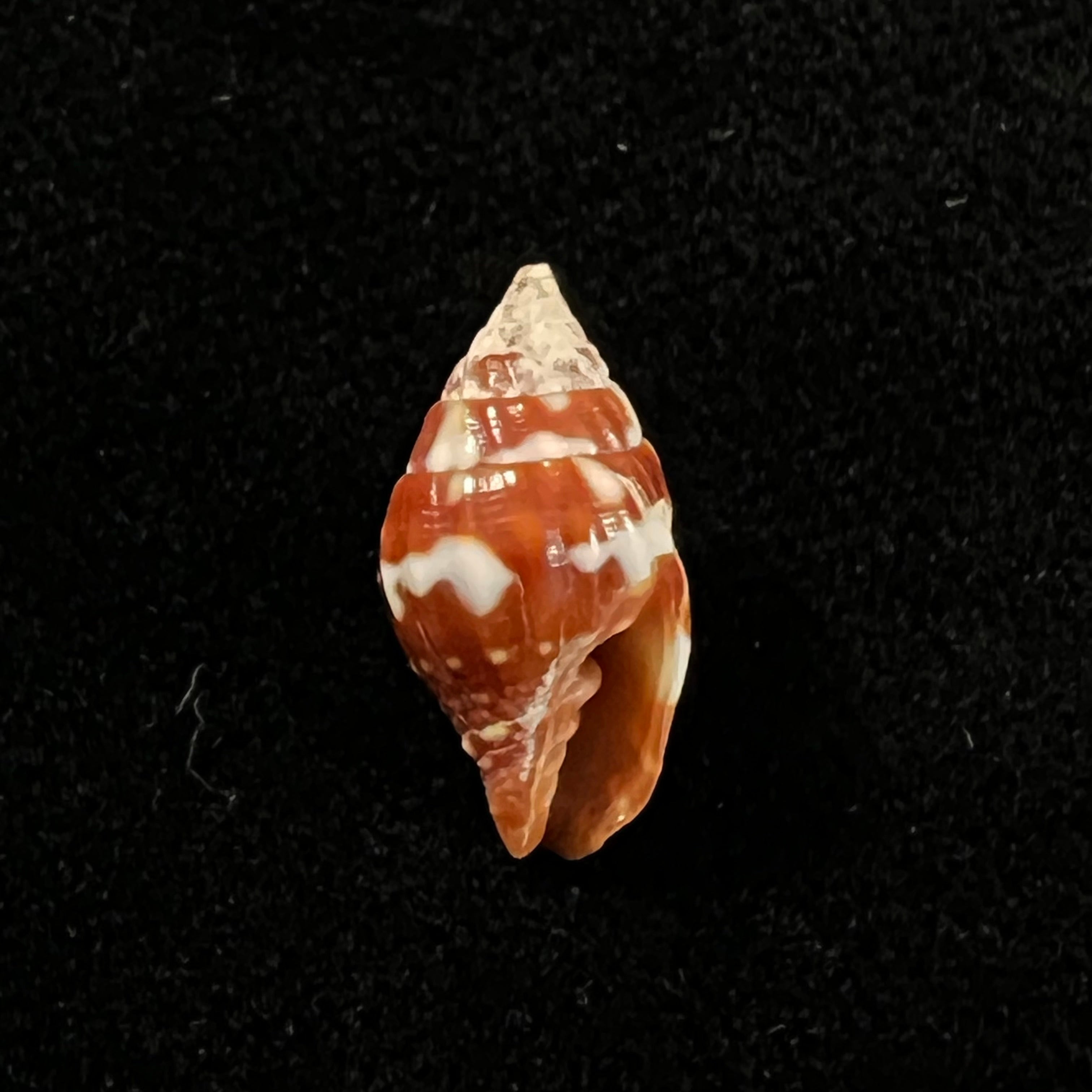 Vexillum pardale (Küster, 1840) - 15,1mm