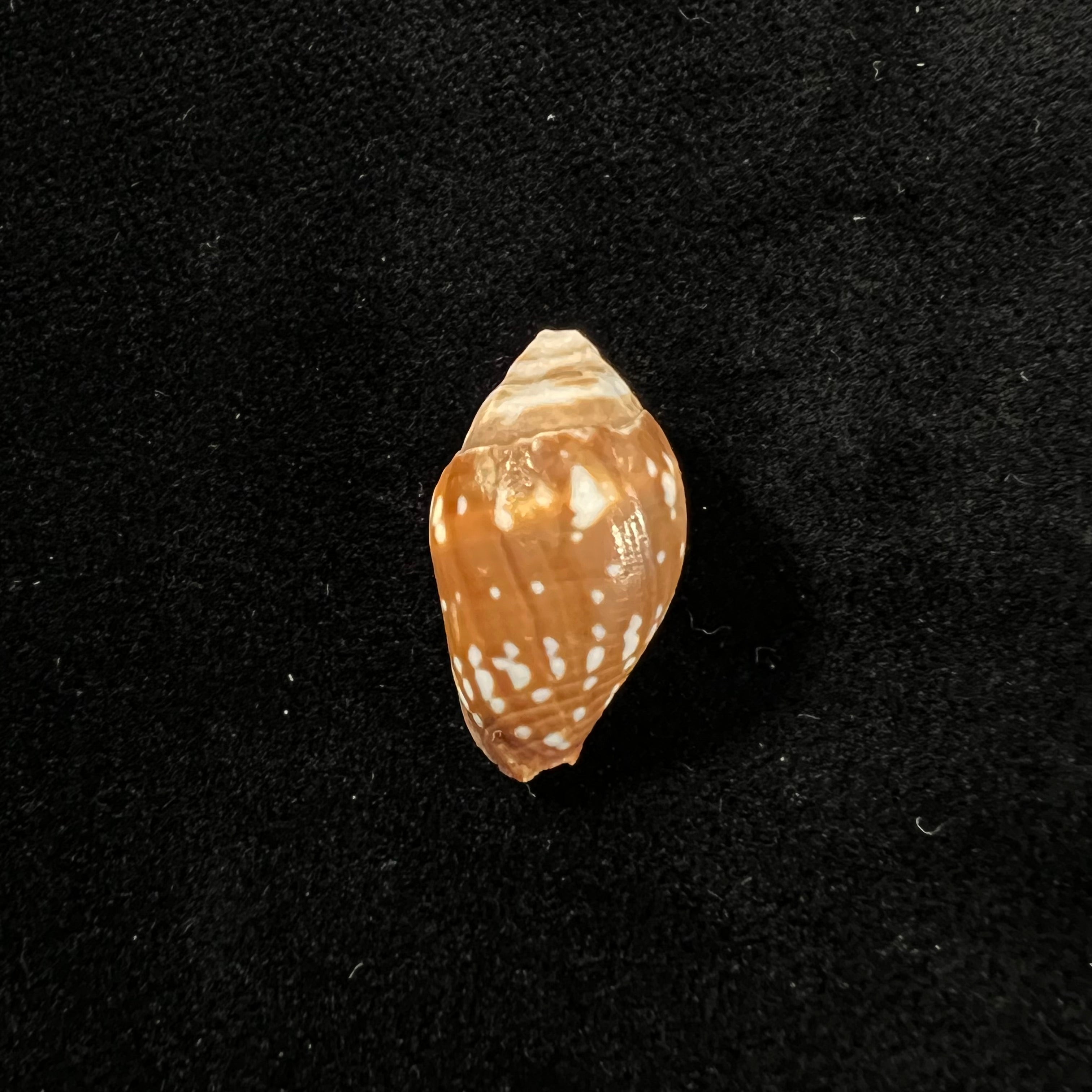Strigatella litterata (Lamarck, 1811) - 21,3mm