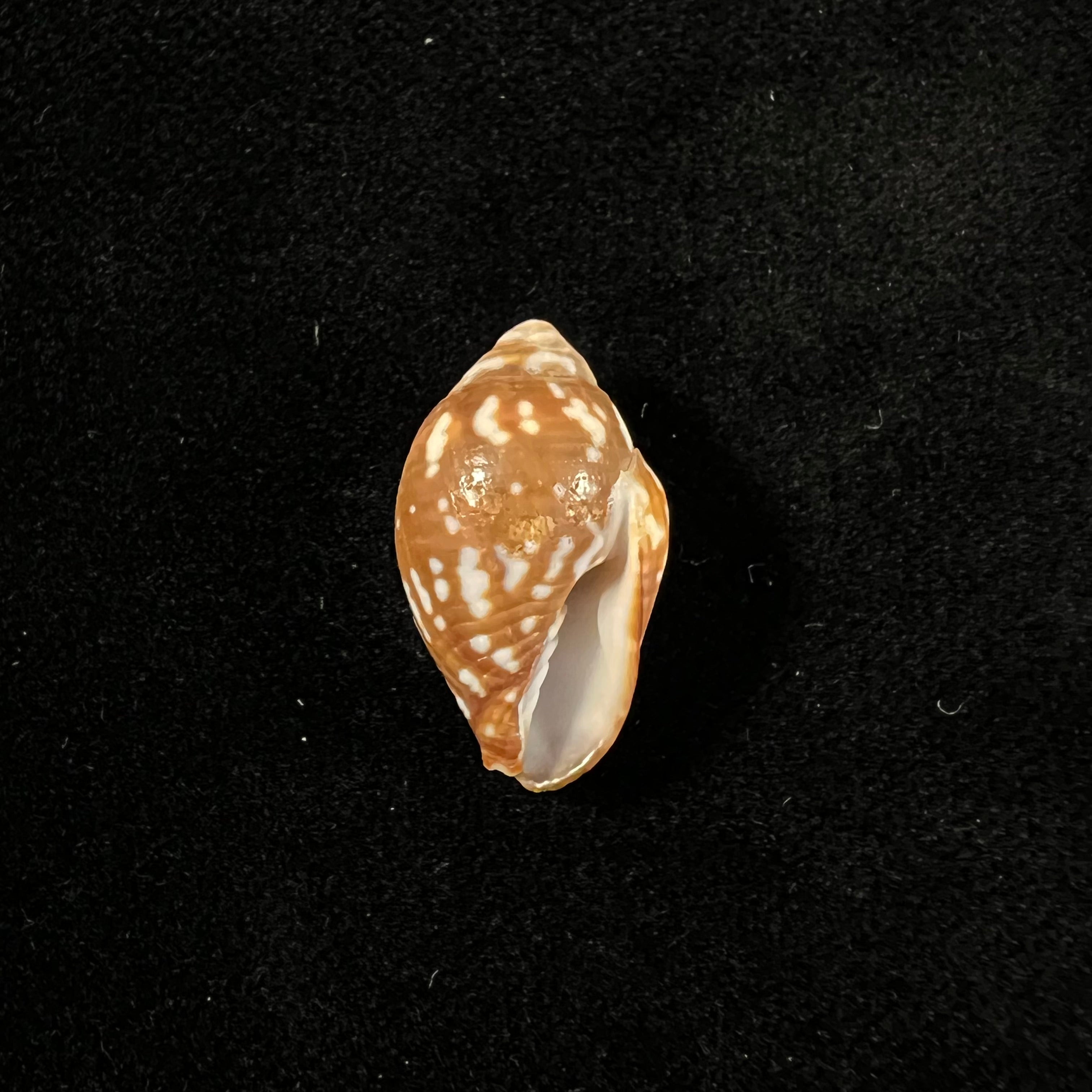 Strigatella litterata (Lamarck, 1811) - 21,3mm