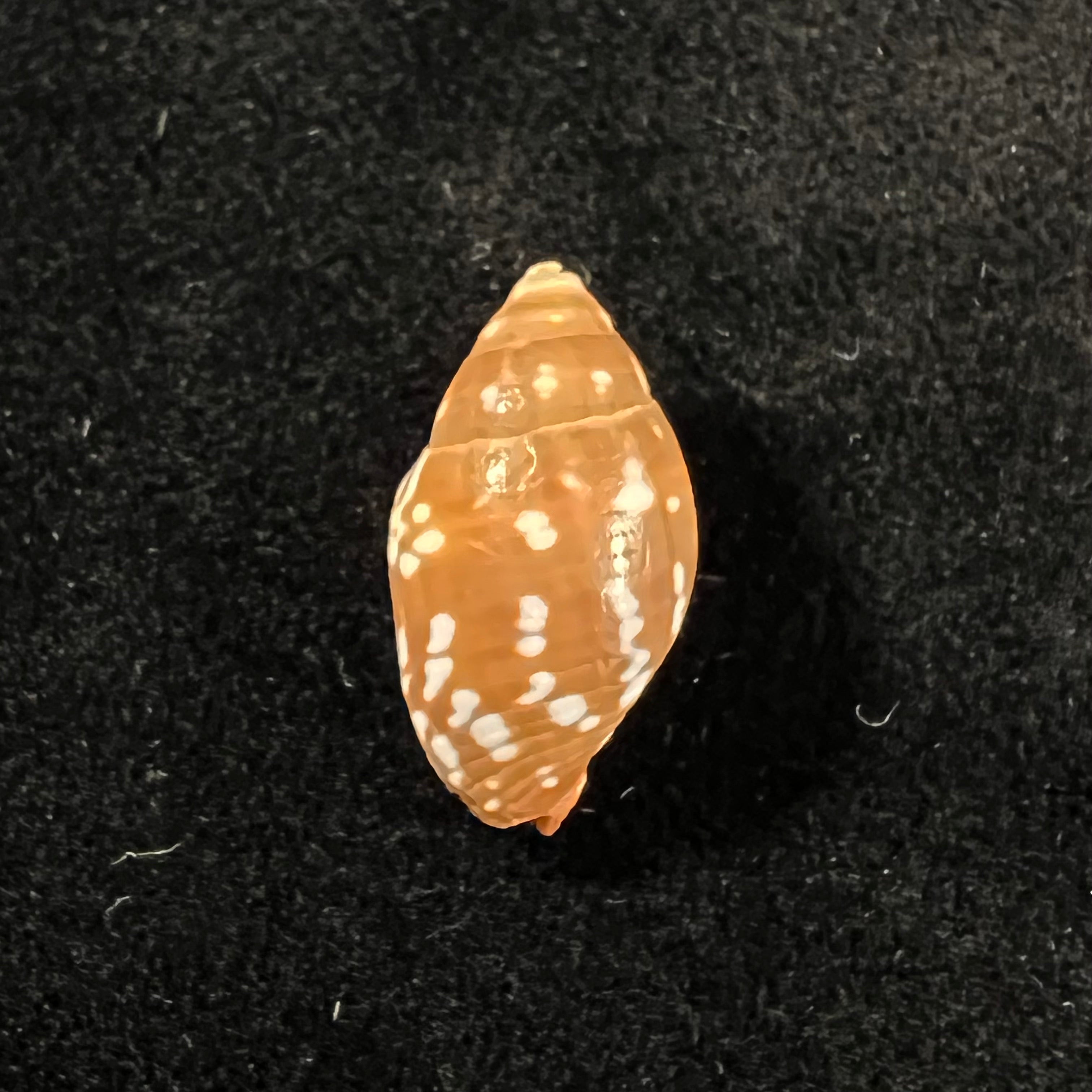 Strigatella litterata (Lamarck, 1811) - 19,4mm