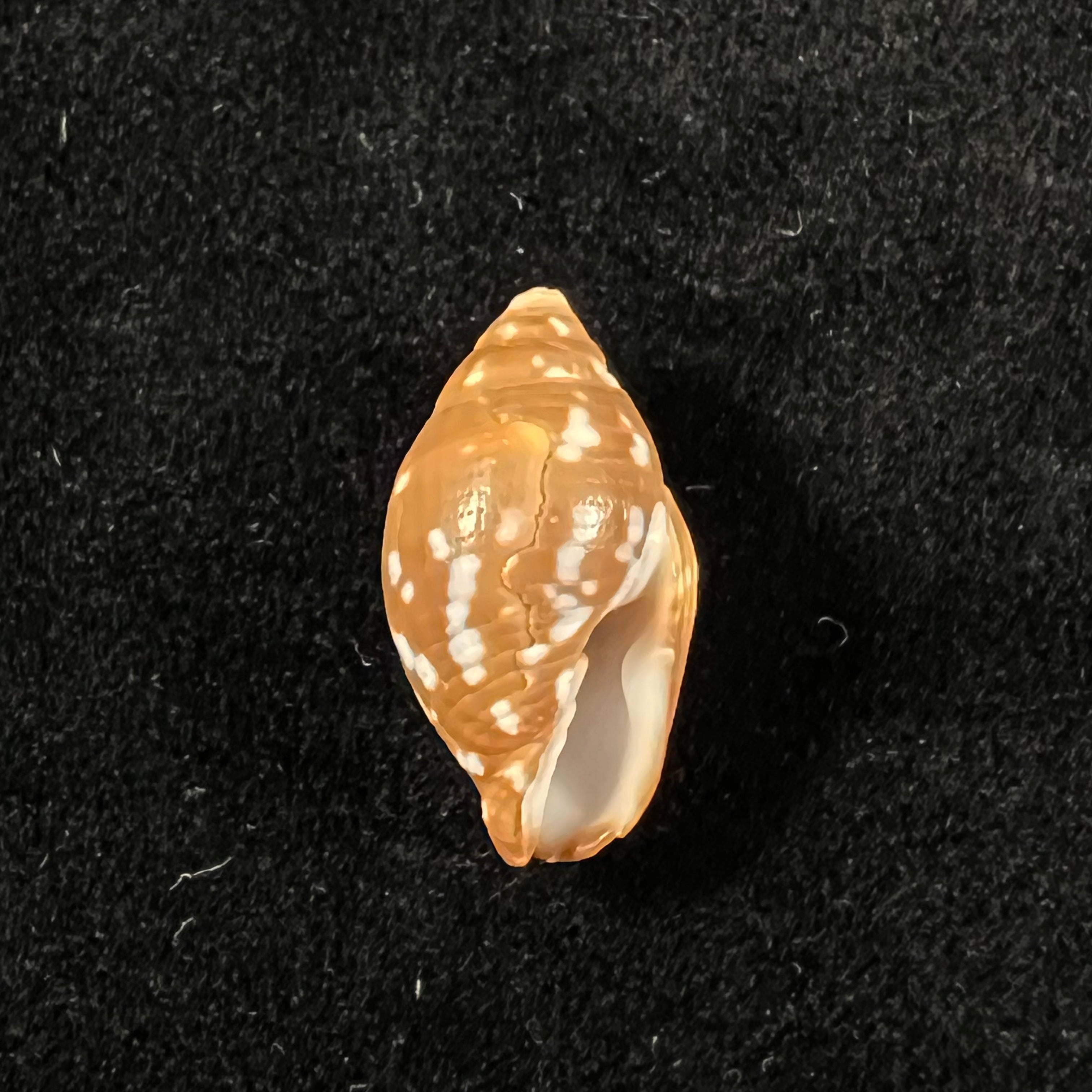 Strigatella litterata (Lamarck, 1811) - 19,4mm