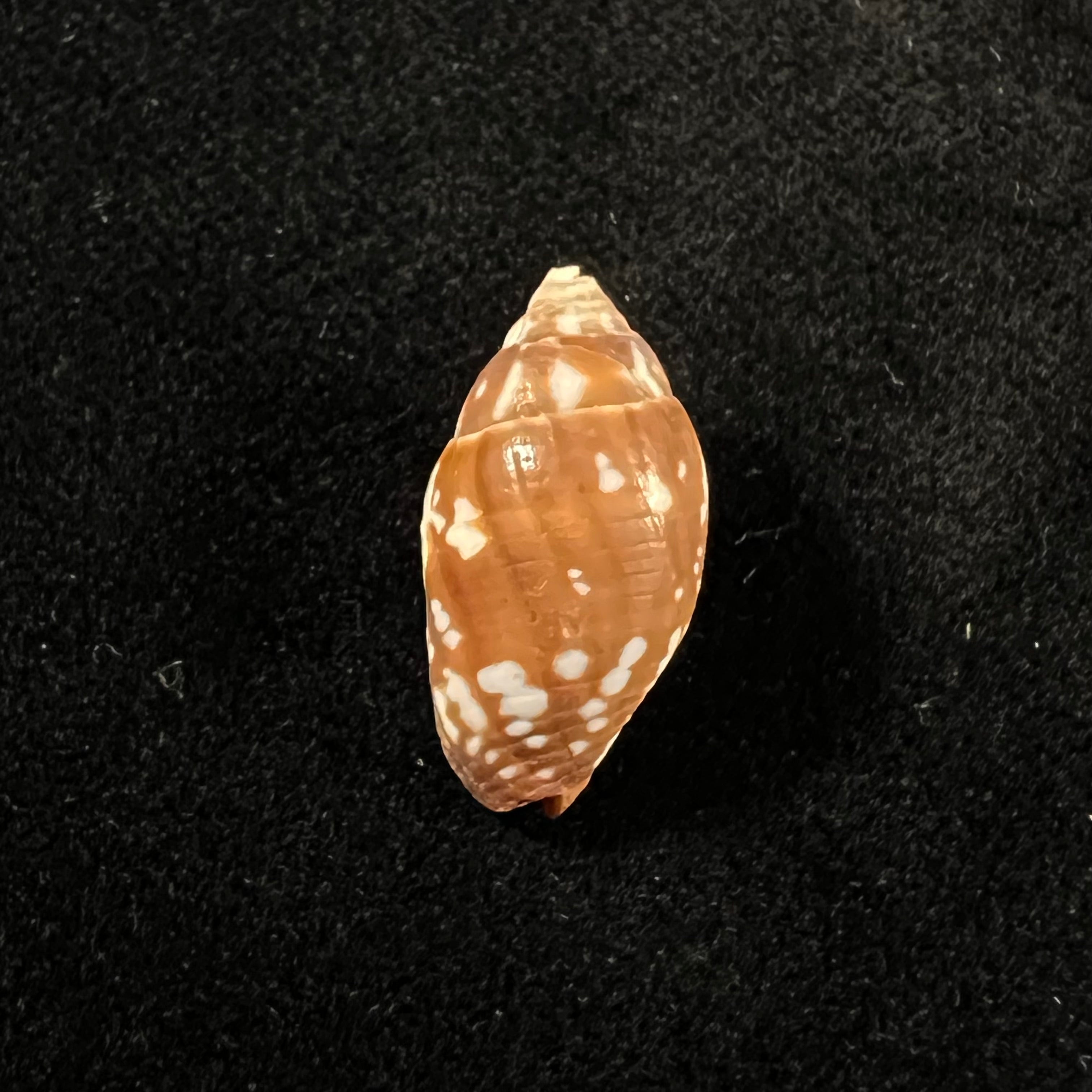 Strigatella litterata (Lamarck, 1811) - 20,3mm