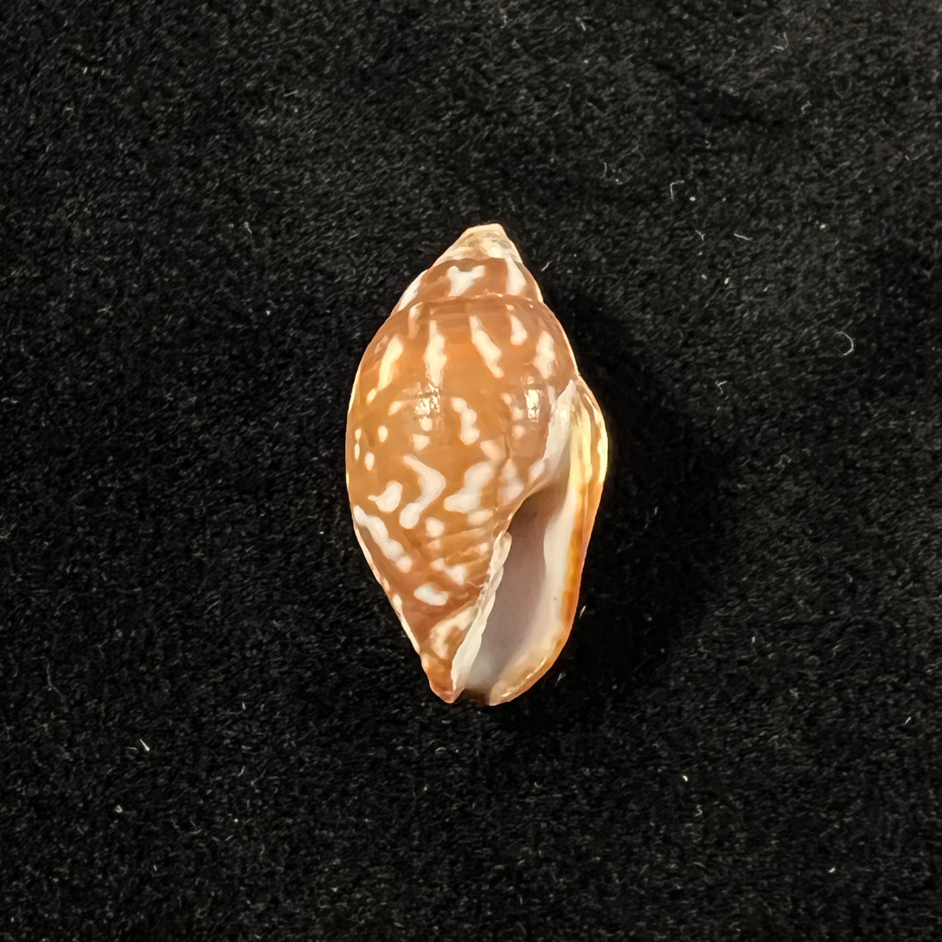 Strigatella litterata (Lamarck, 1811) - 20,3mm