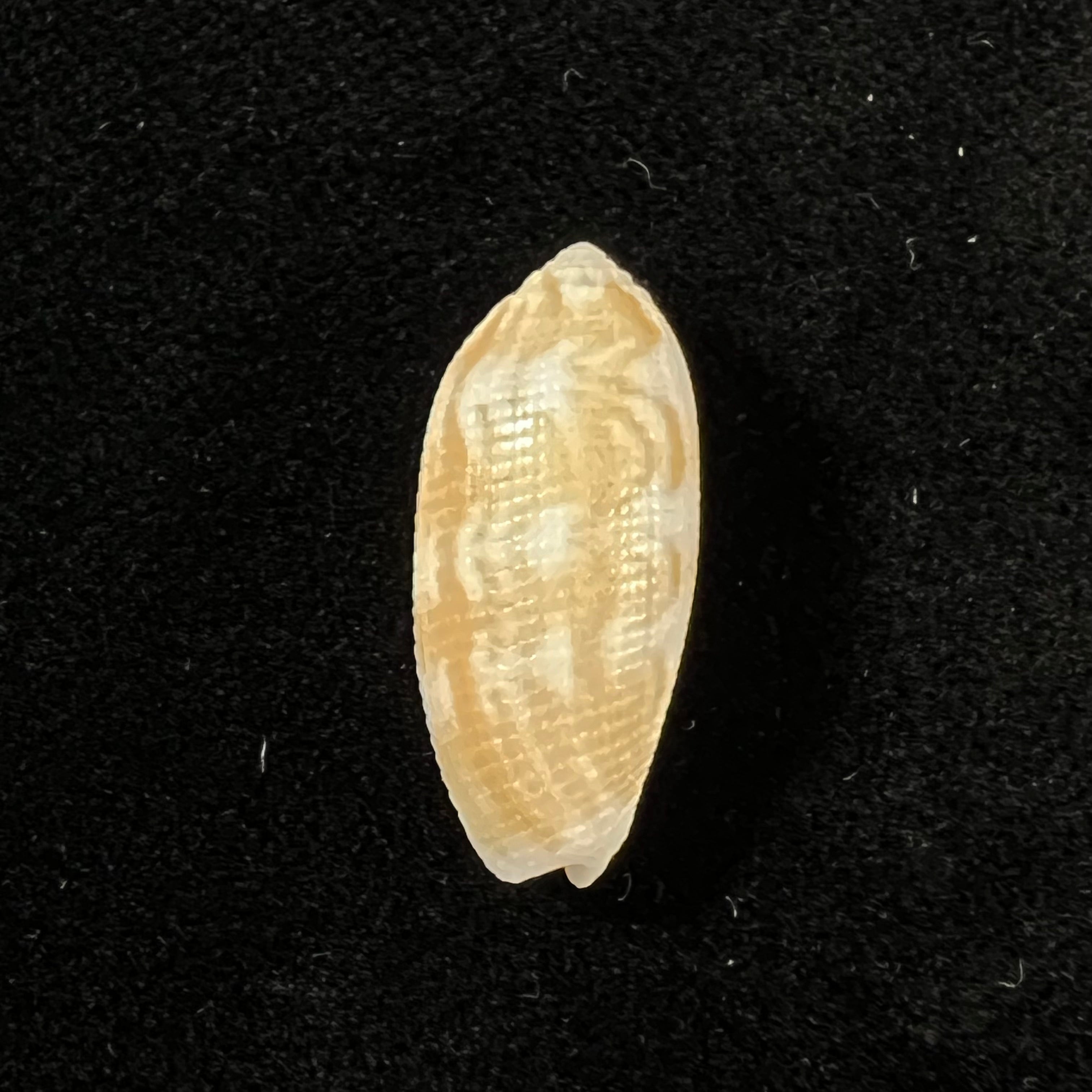 Pterygia crenulata (Gmelin, 1791) - 23,6mm
