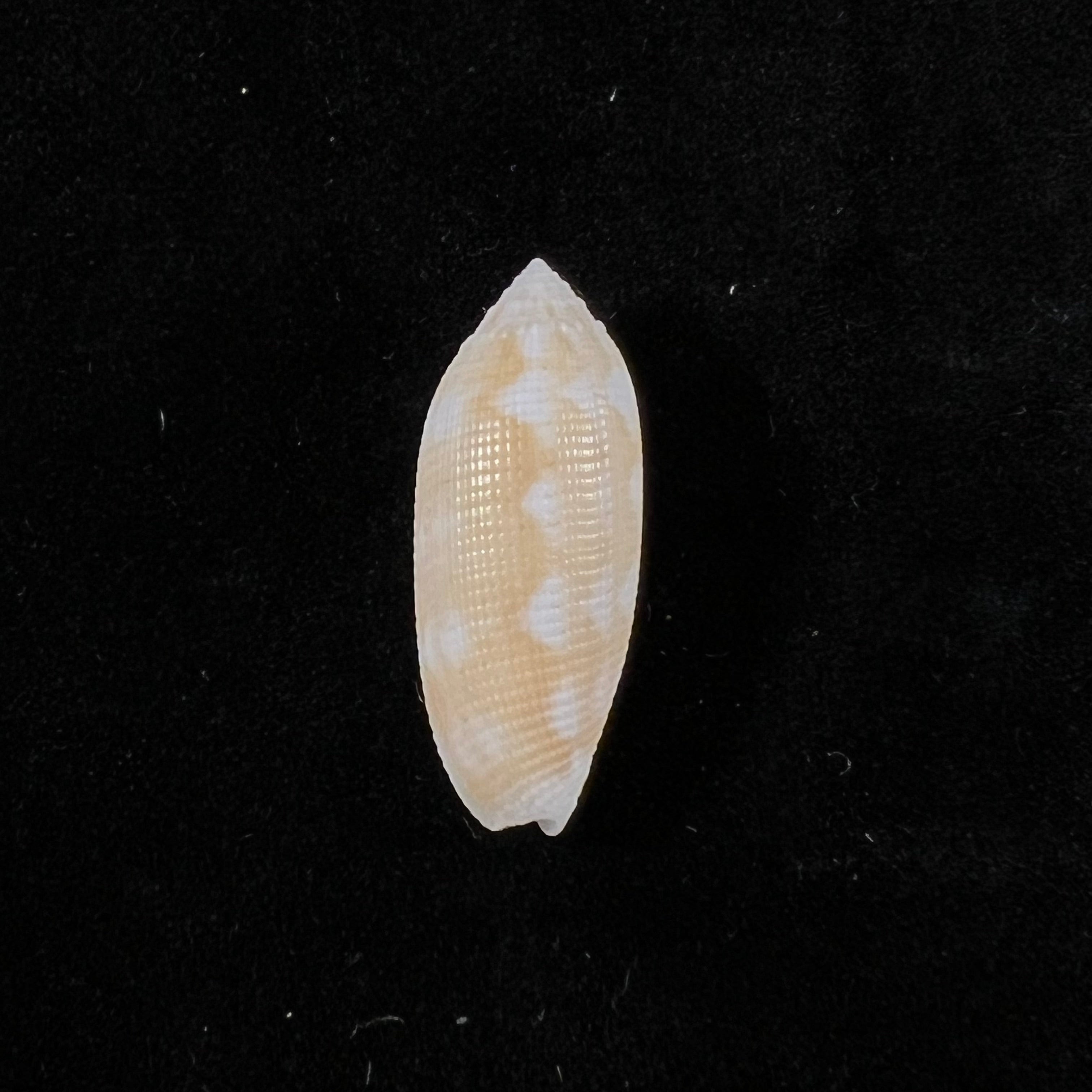 Pterygia crenulata (Gmelin, 1791) - 25,3mm