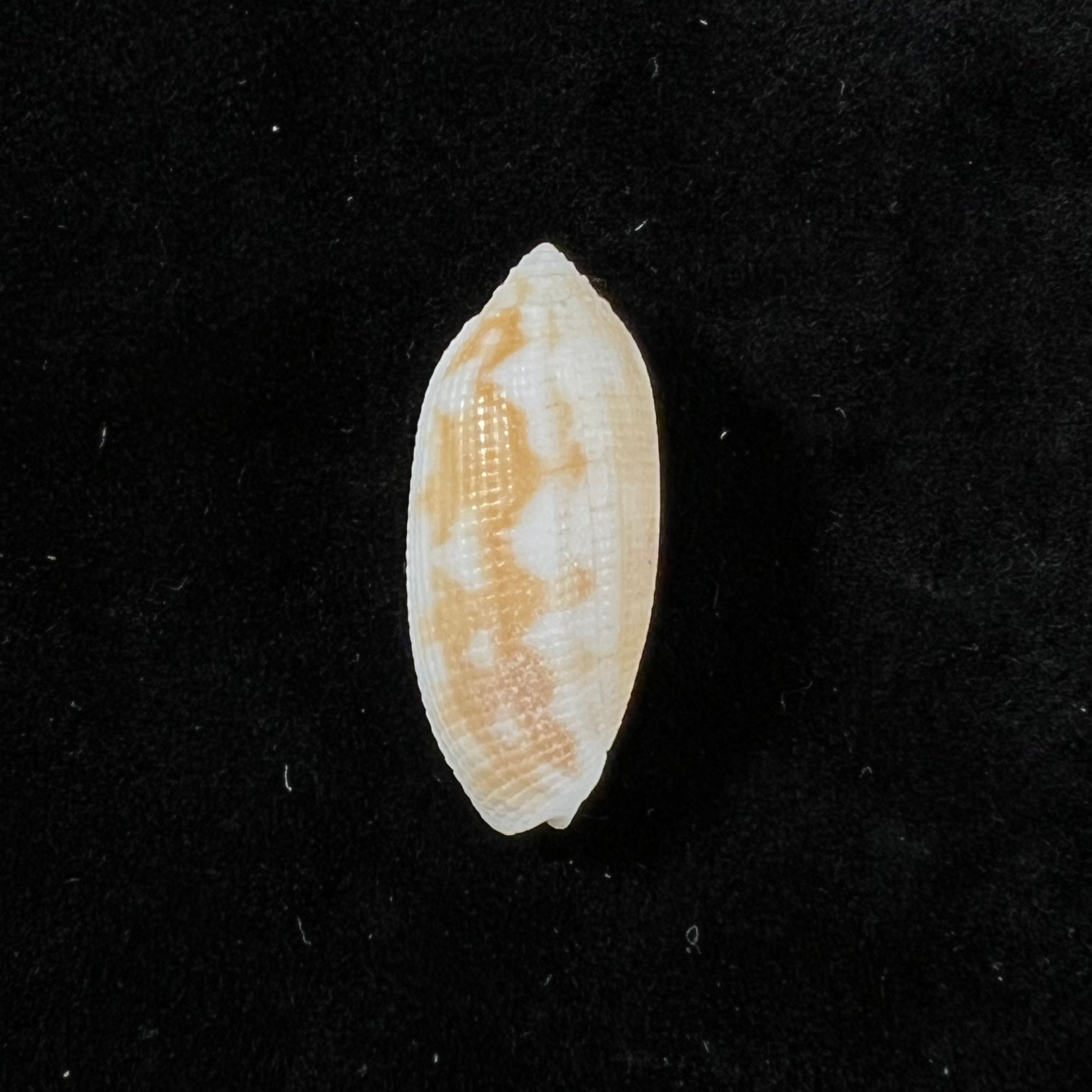 Pterygia crenulata (Gmelin, 1791) - 25,4mm