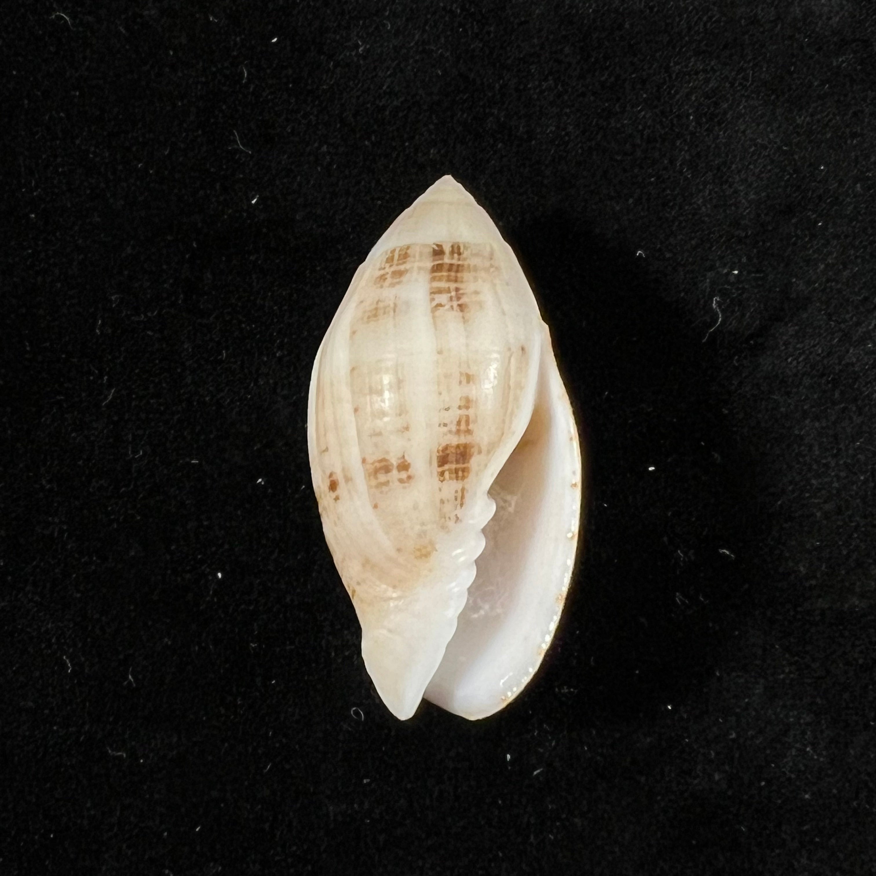 Pterygia nucea (Gmelin, 1791) - 31,4mm