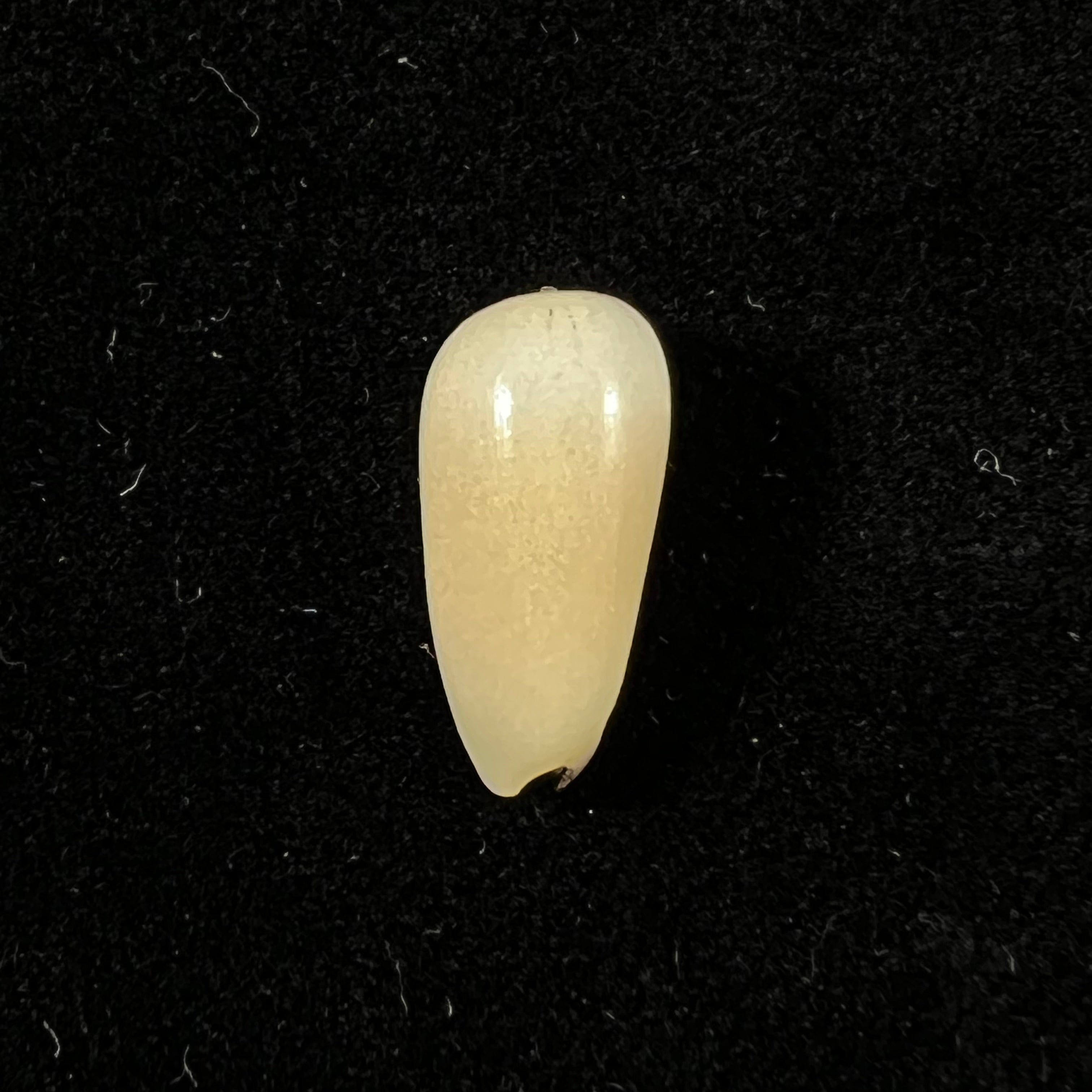 Scabricola olivaeformis (Swainson, 1821) - 14,4mm