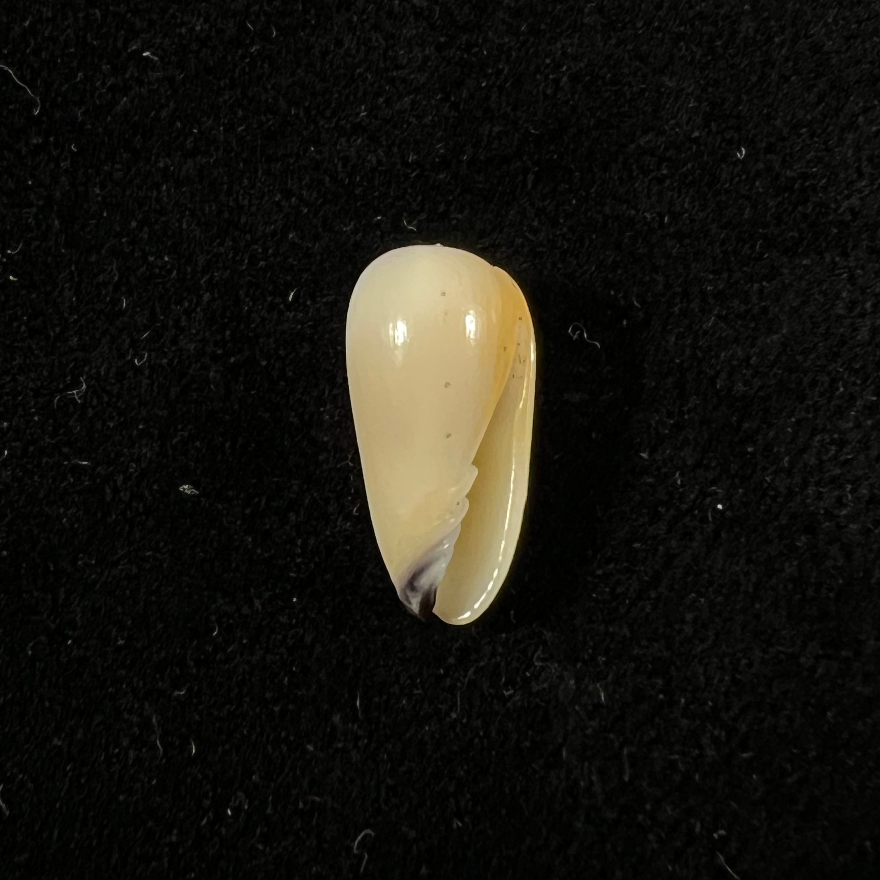 Scabricola olivaeformis (Swainson, 1821) - 14,4mm