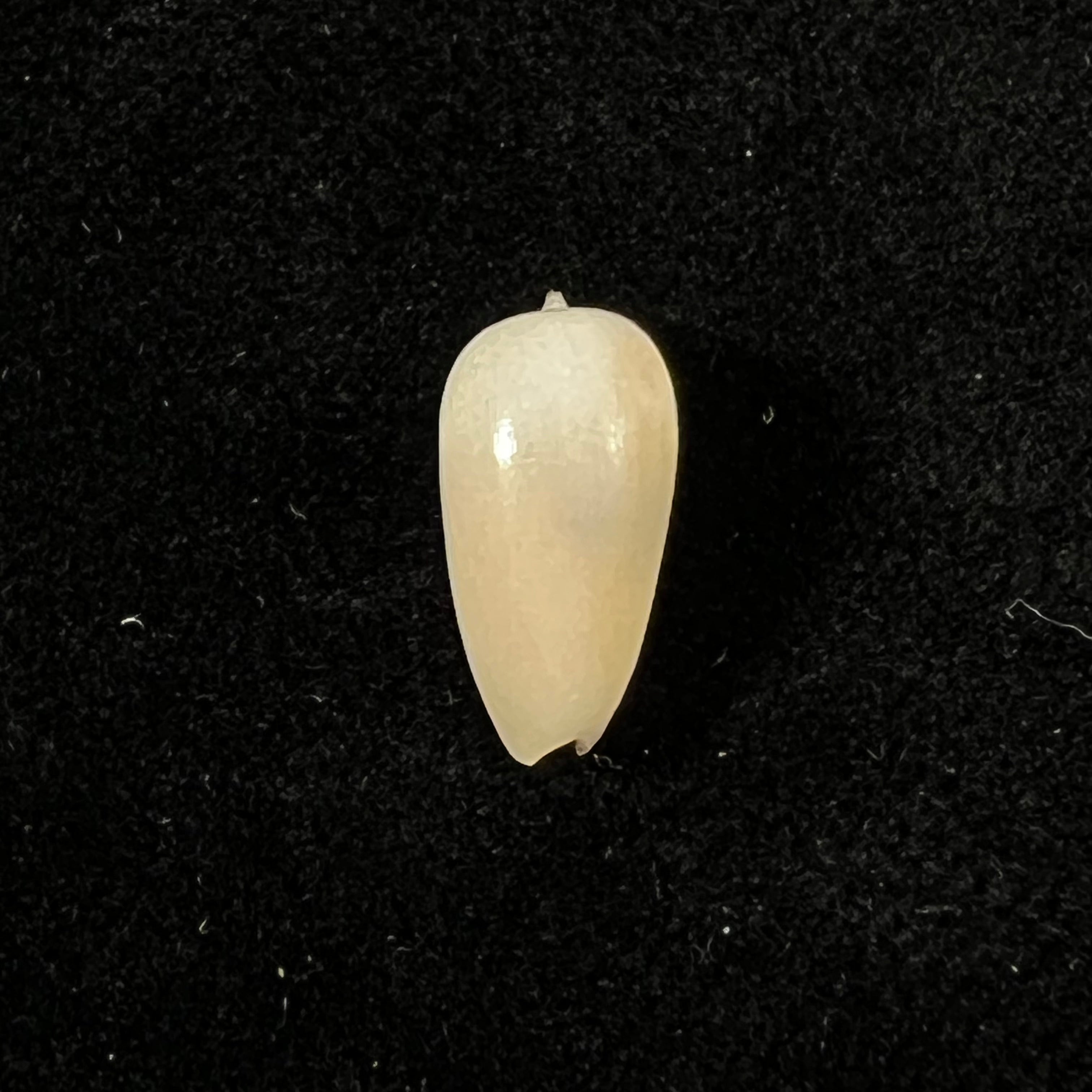 Scabricola olivaeformis (Swainson, 1821) - 13,5mm