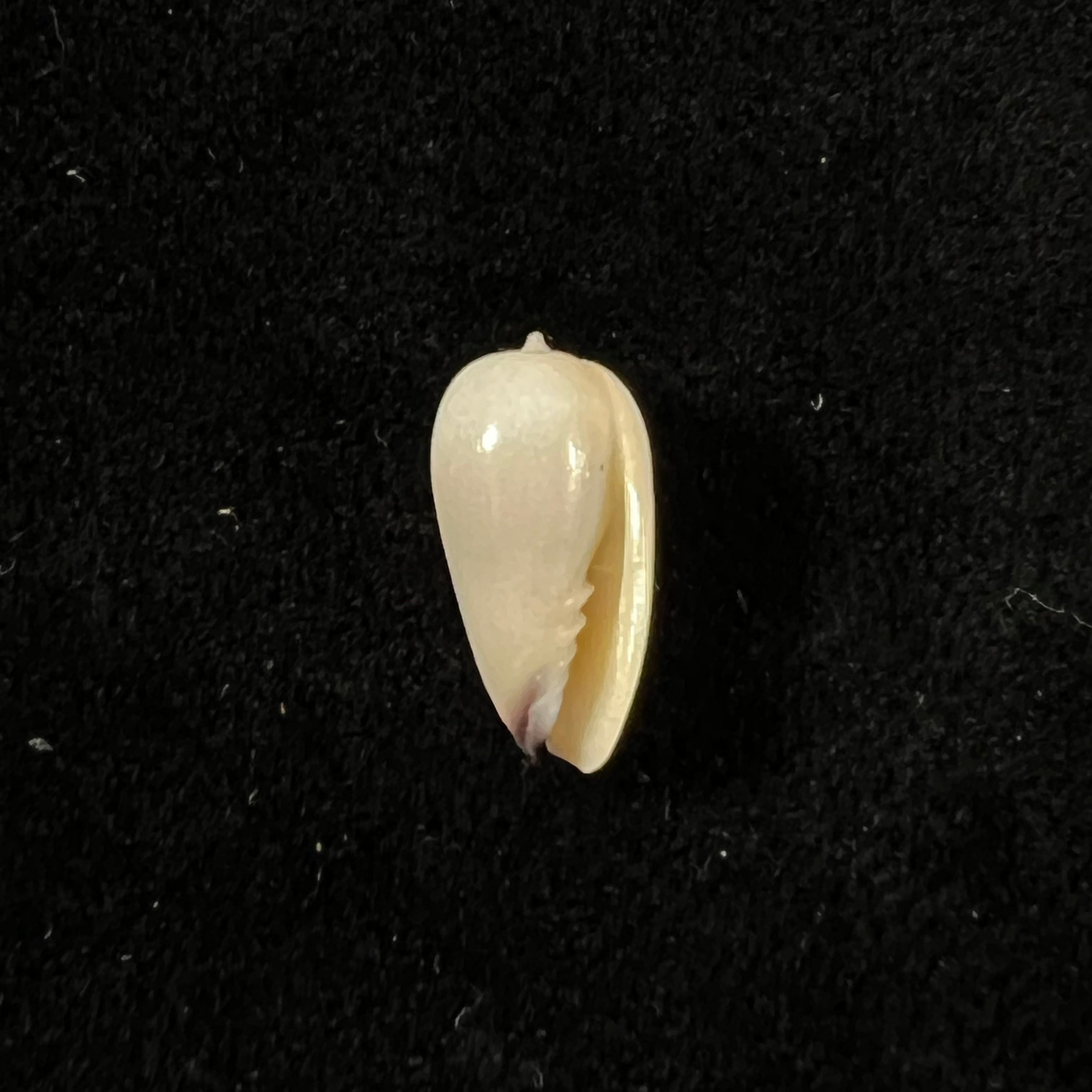 Scabricola olivaeformis (Swainson, 1821) - 13,5mm
