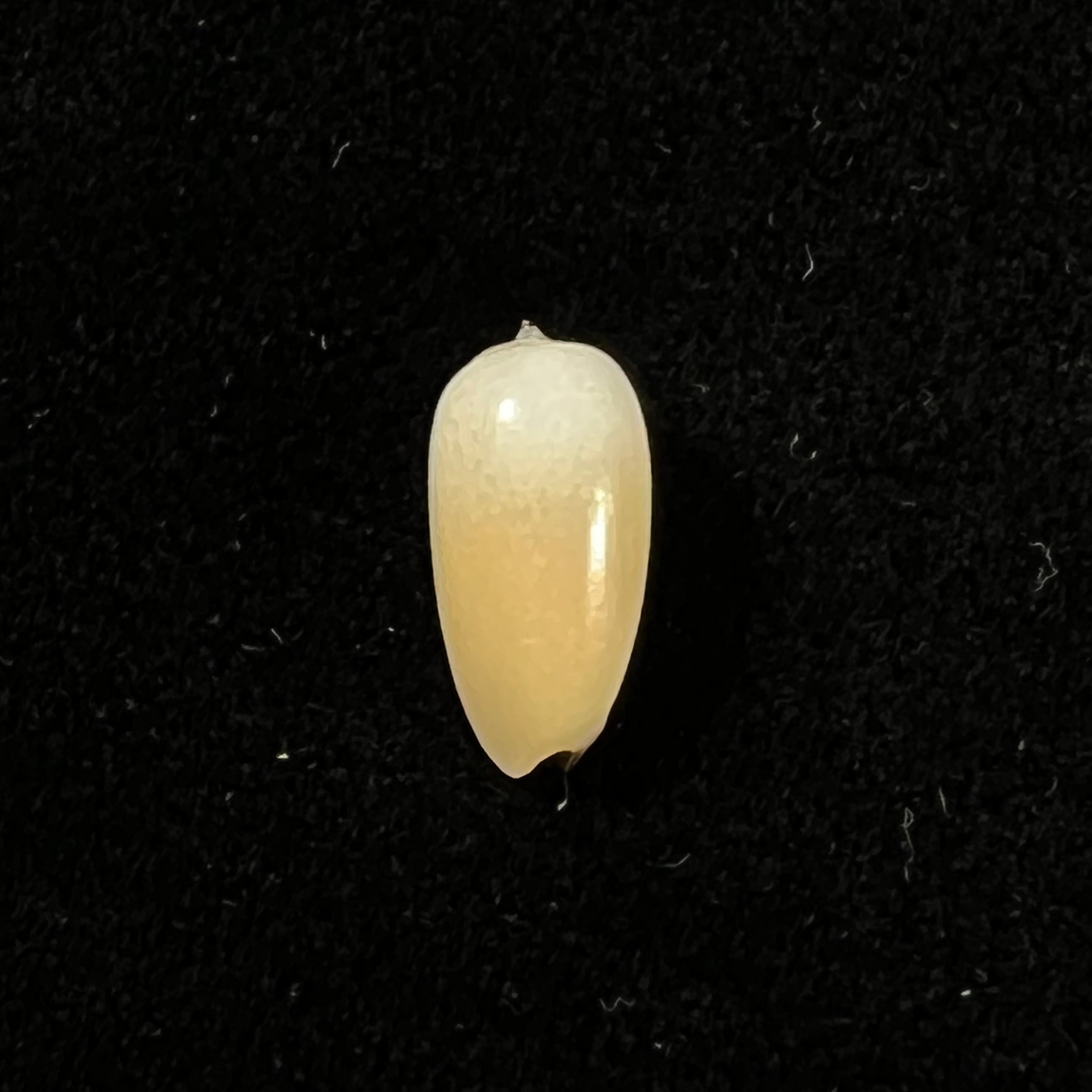 Scabricola olivaeformis (Swainson, 1821) - 13,2mm
