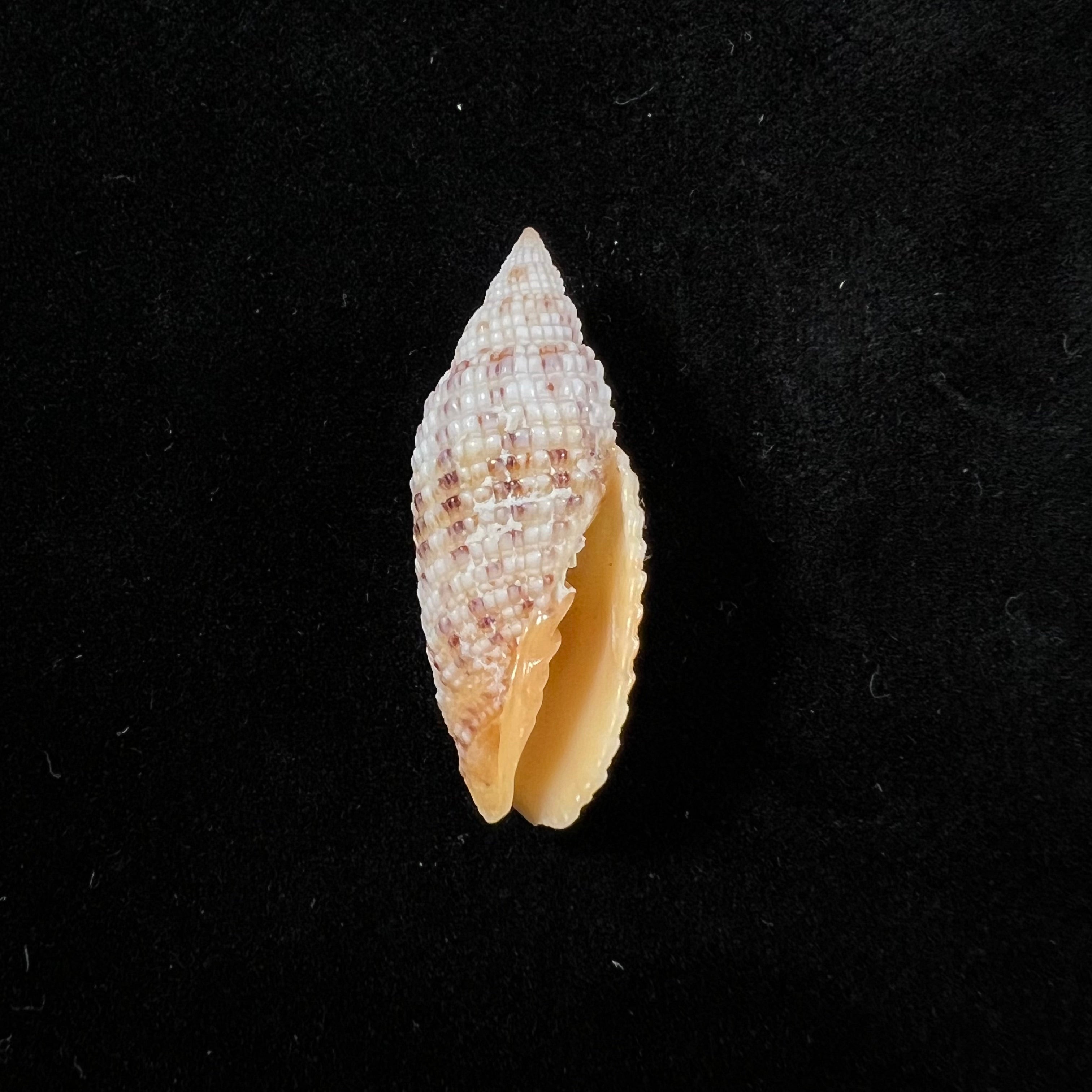 Neocancilla papilio (Link, 1807) - 31,1mm