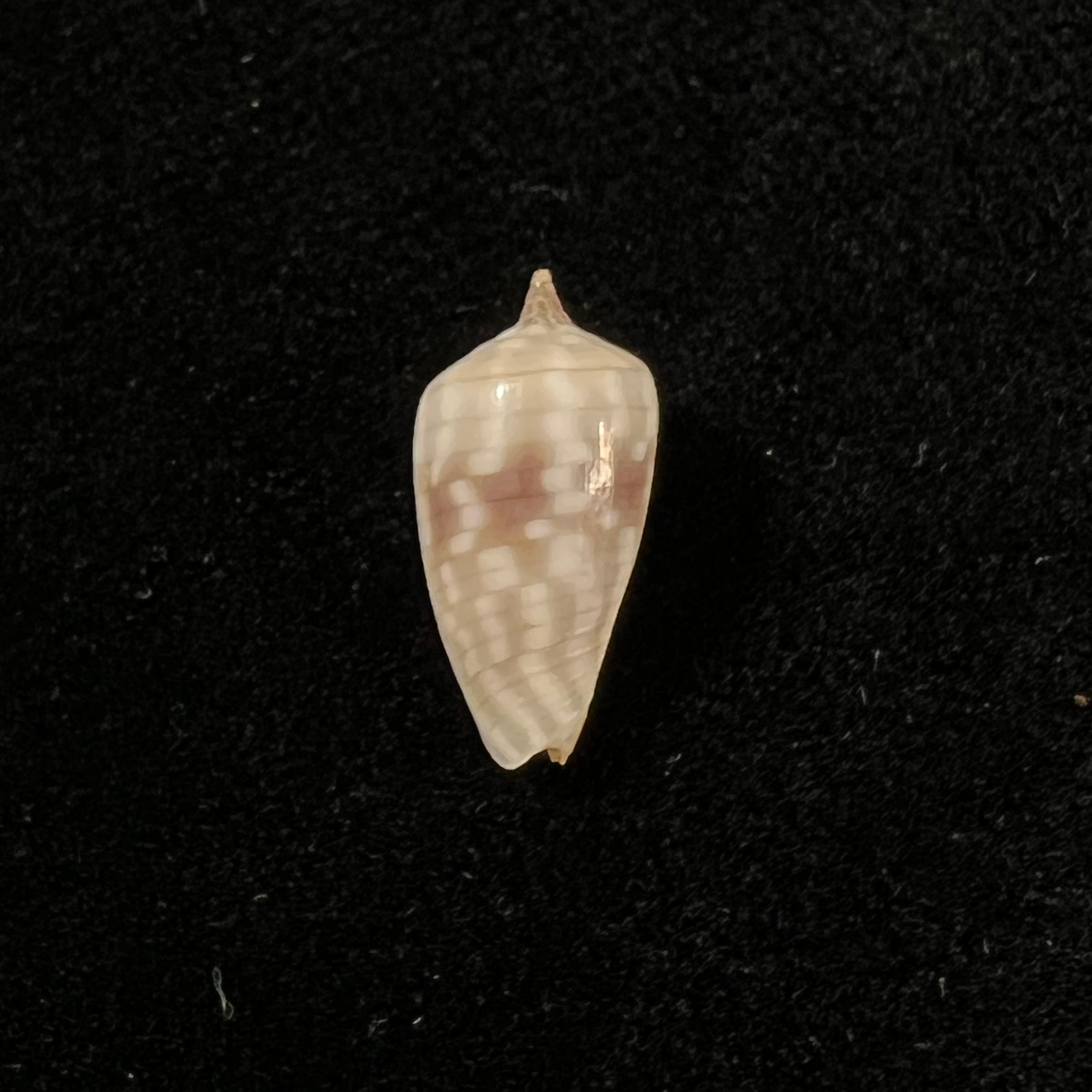 Imbricaria conularis (Lamarck, 1811) - 15,6毫米