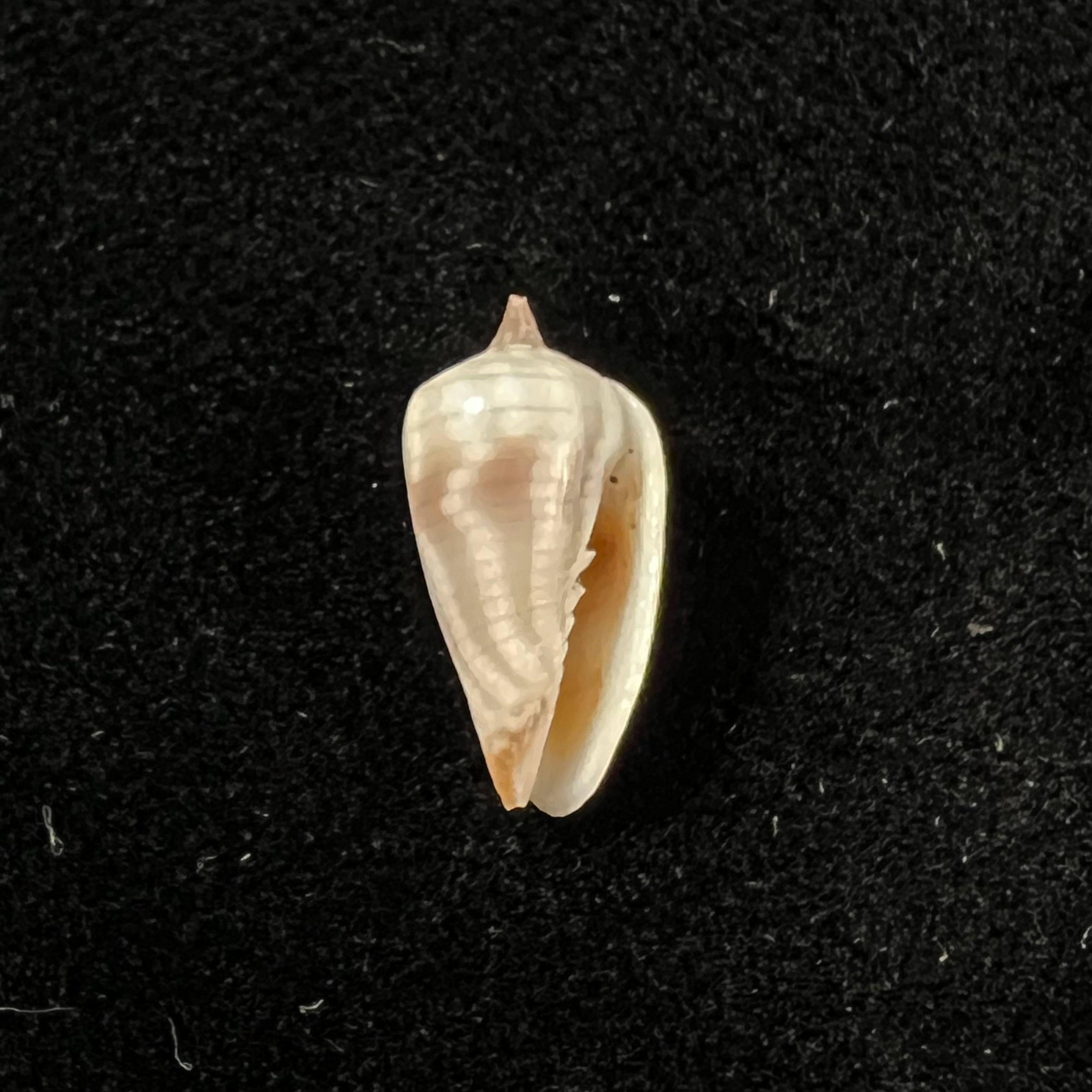 Imbricaria conularis (Lamarck, 1811) - 15,6毫米