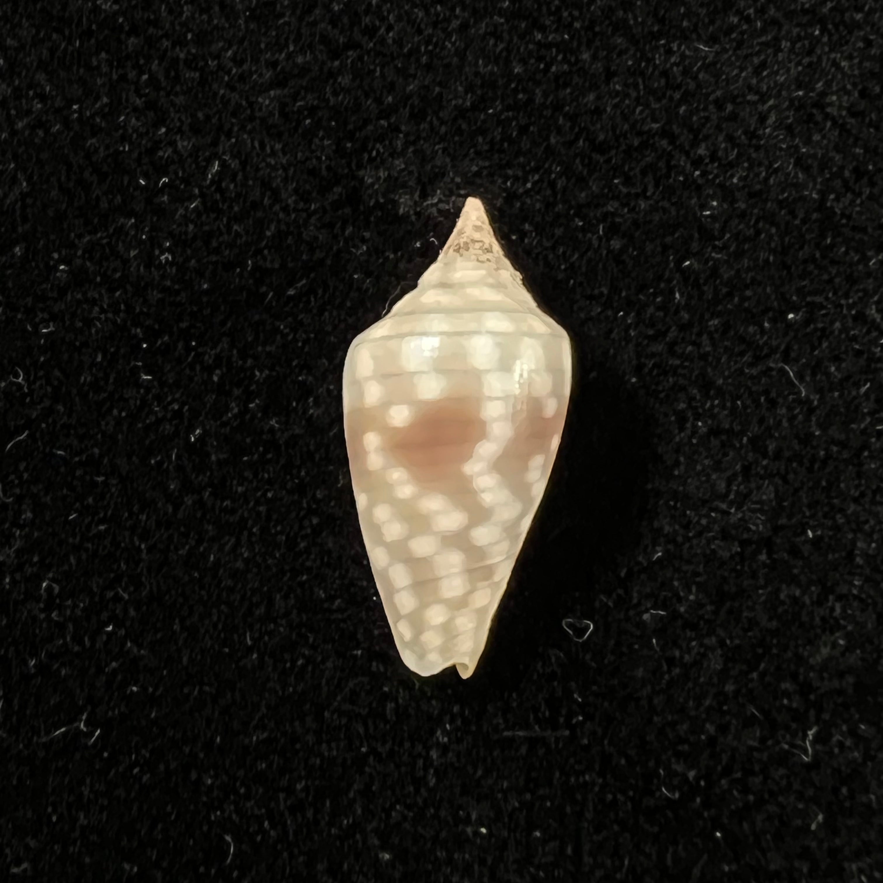 Imbricaria conularis (Lamarck, 1811) - 17,6毫米