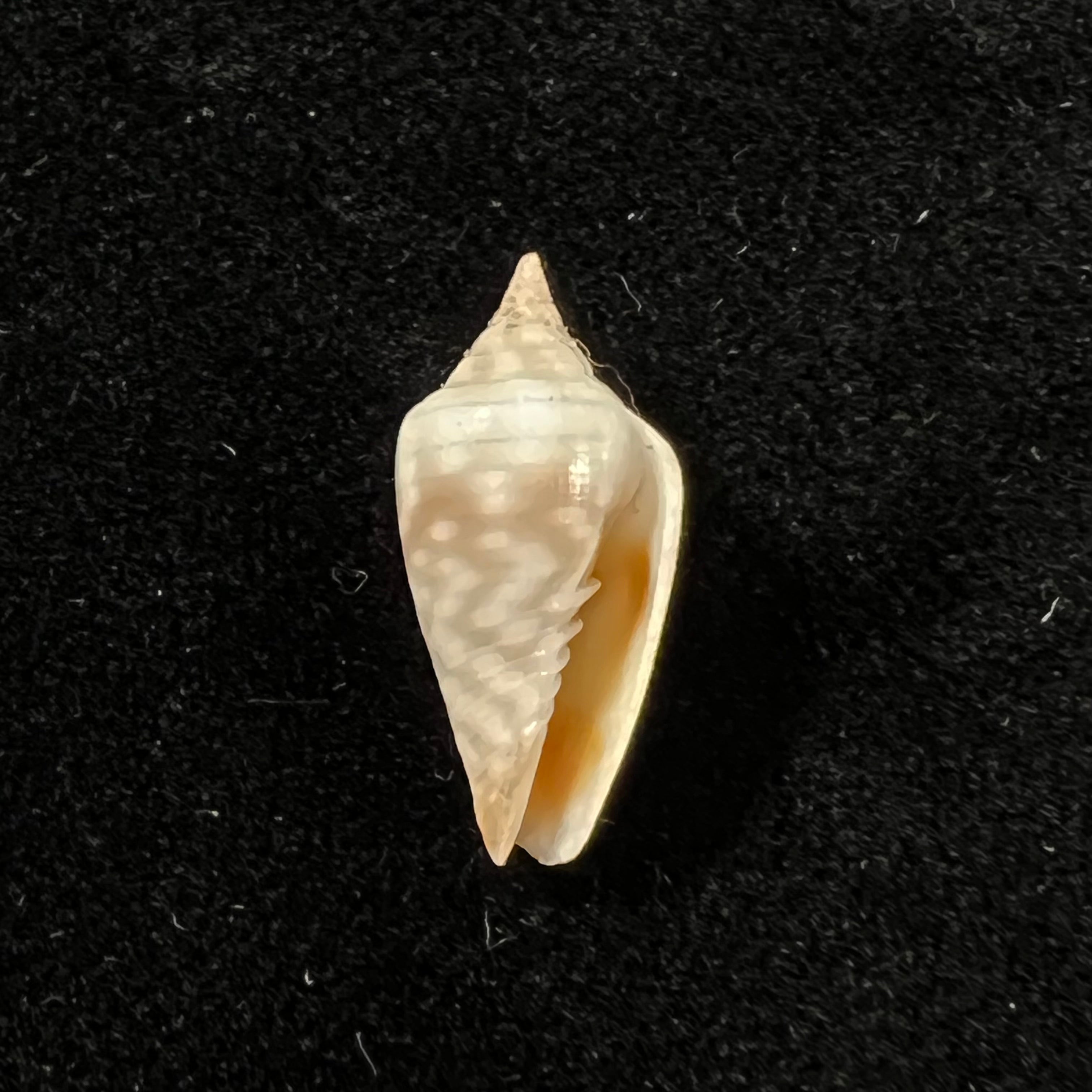 Imbricaria conularis (Lamarck, 1811) - 17,6毫米