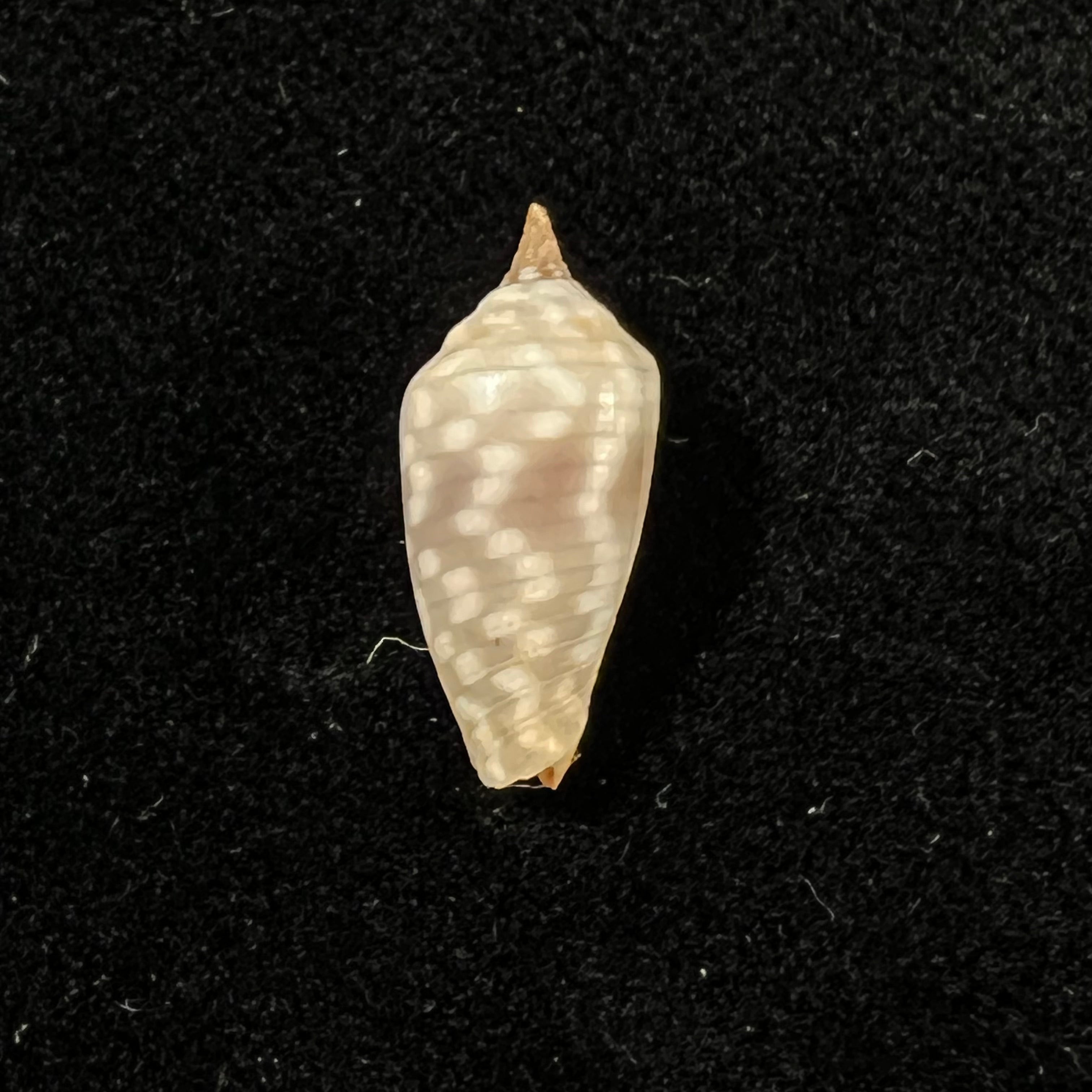 Imbricaria conularis(拉马克,1811)- 17毫米