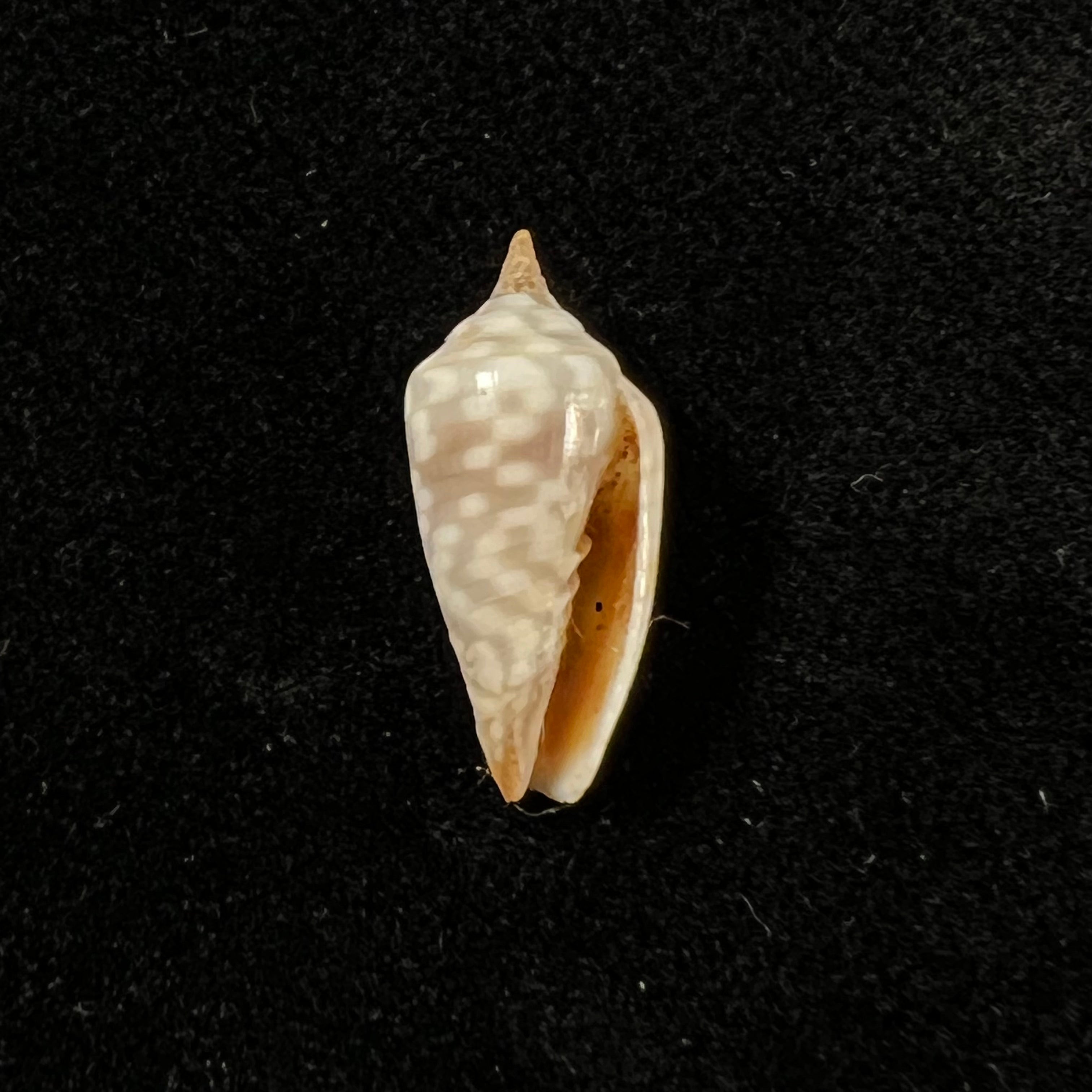Imbricaria conularis(拉马克,1811)- 17毫米