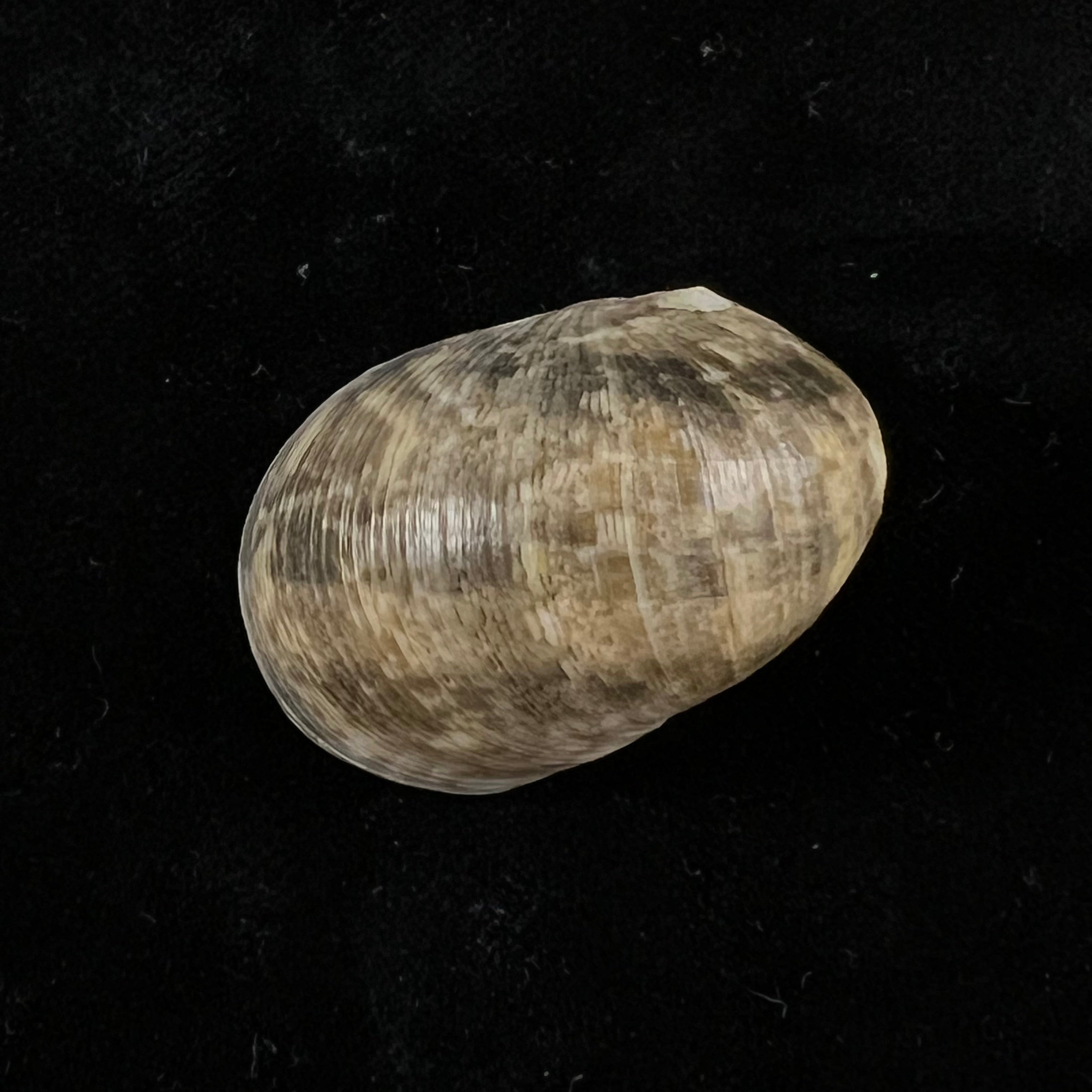 Nerita polita Linnaeus, 1758 - 33,4mm