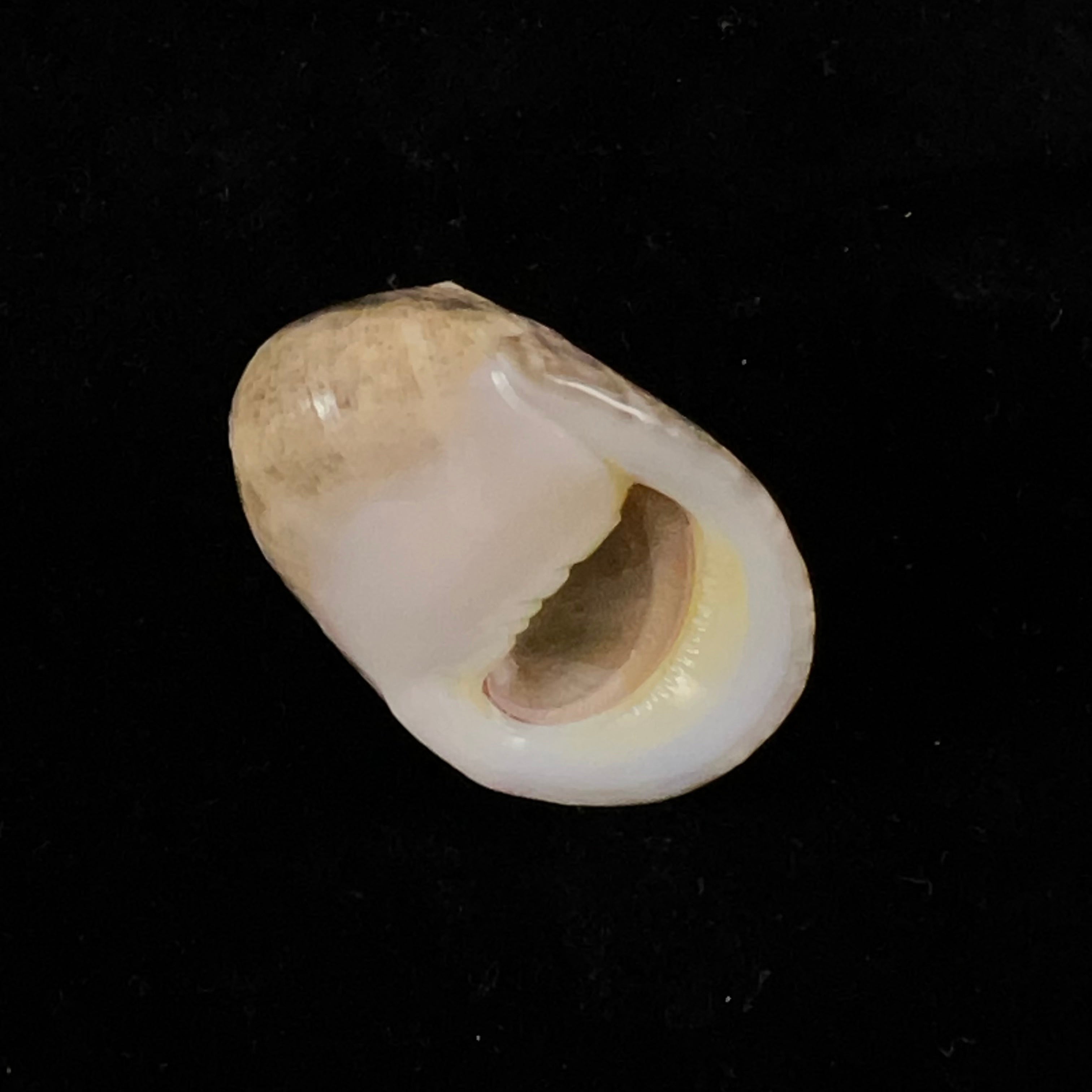 Nerita polita Linnaeus, 1758 - 33,4mm